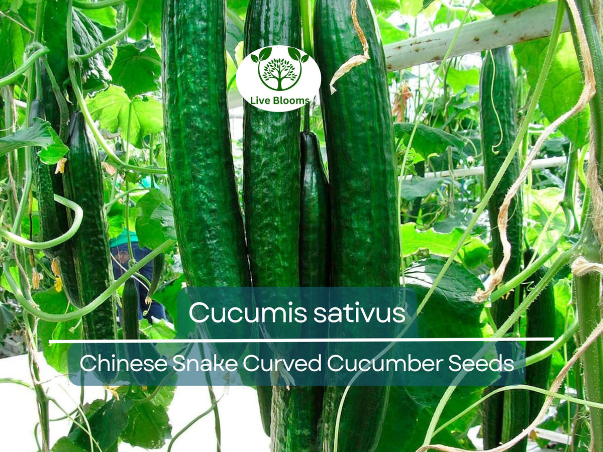 10 Seeds Cucumber Chinese Snake Curved - Cucumis sativus Heirloom Variety for Gardening & Harvesting, Unique Flavor
