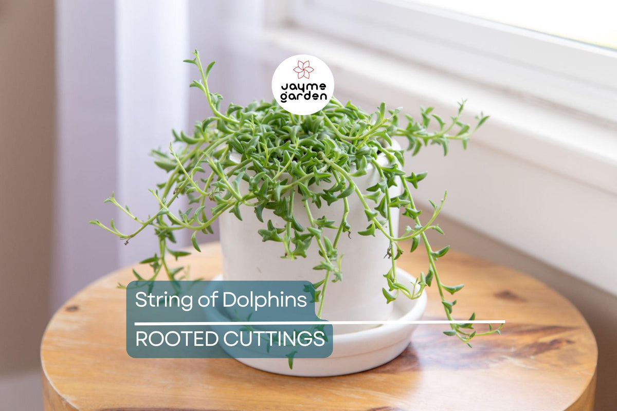 Christmas Cactus Starter Plant - Miss Shimano - Schlumbergera Truncata - Well-Rooted Indoor Cactus for Holiday Decor