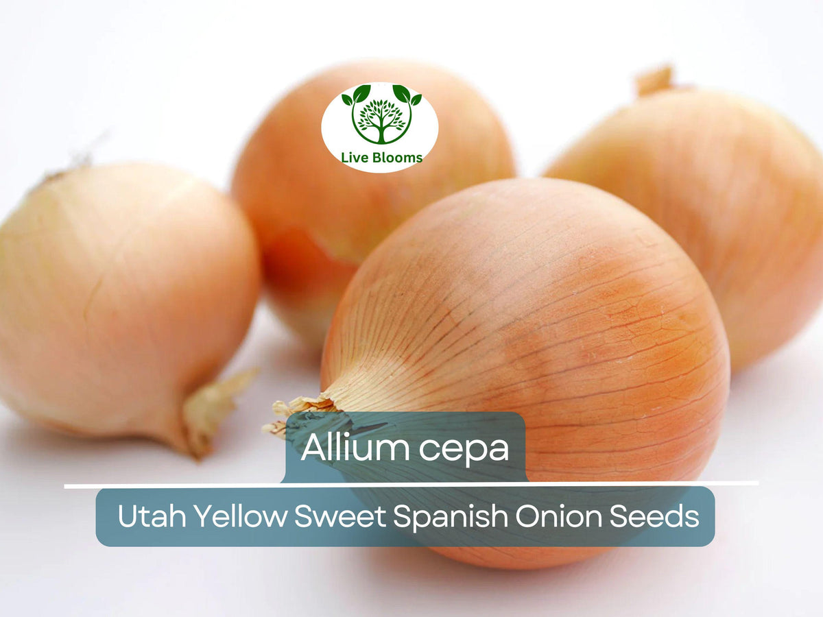 Onion Seeds 250 mg Utah Yellow Sweet Spanish Heirloom (Allium cepa) - Sweet Golden Bulbs for Gardening & Cooking