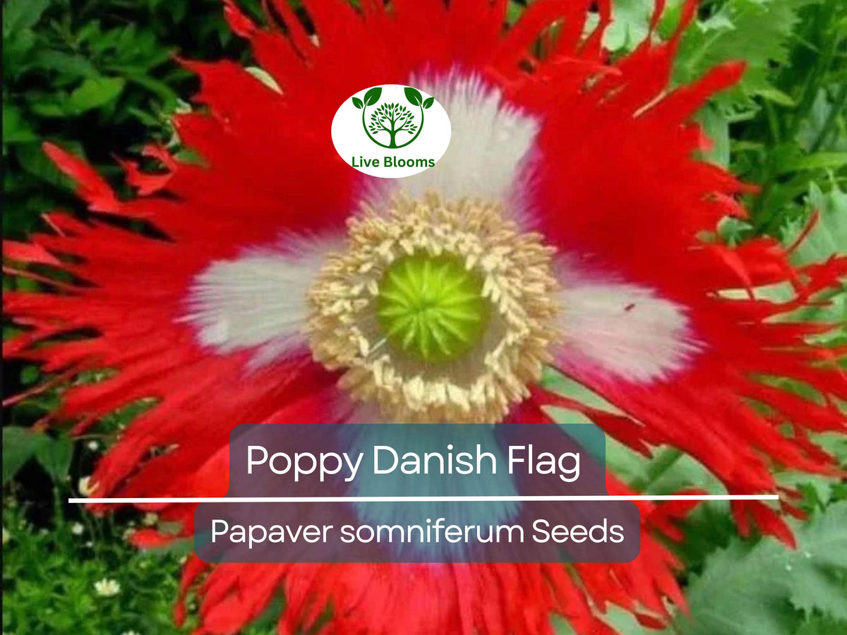 1000 Seeds Poppy Danish Flag, Red & White Flowers, Pollinator-Friendly, Non-GMO, Papaver somniferum, Perfect for Borders