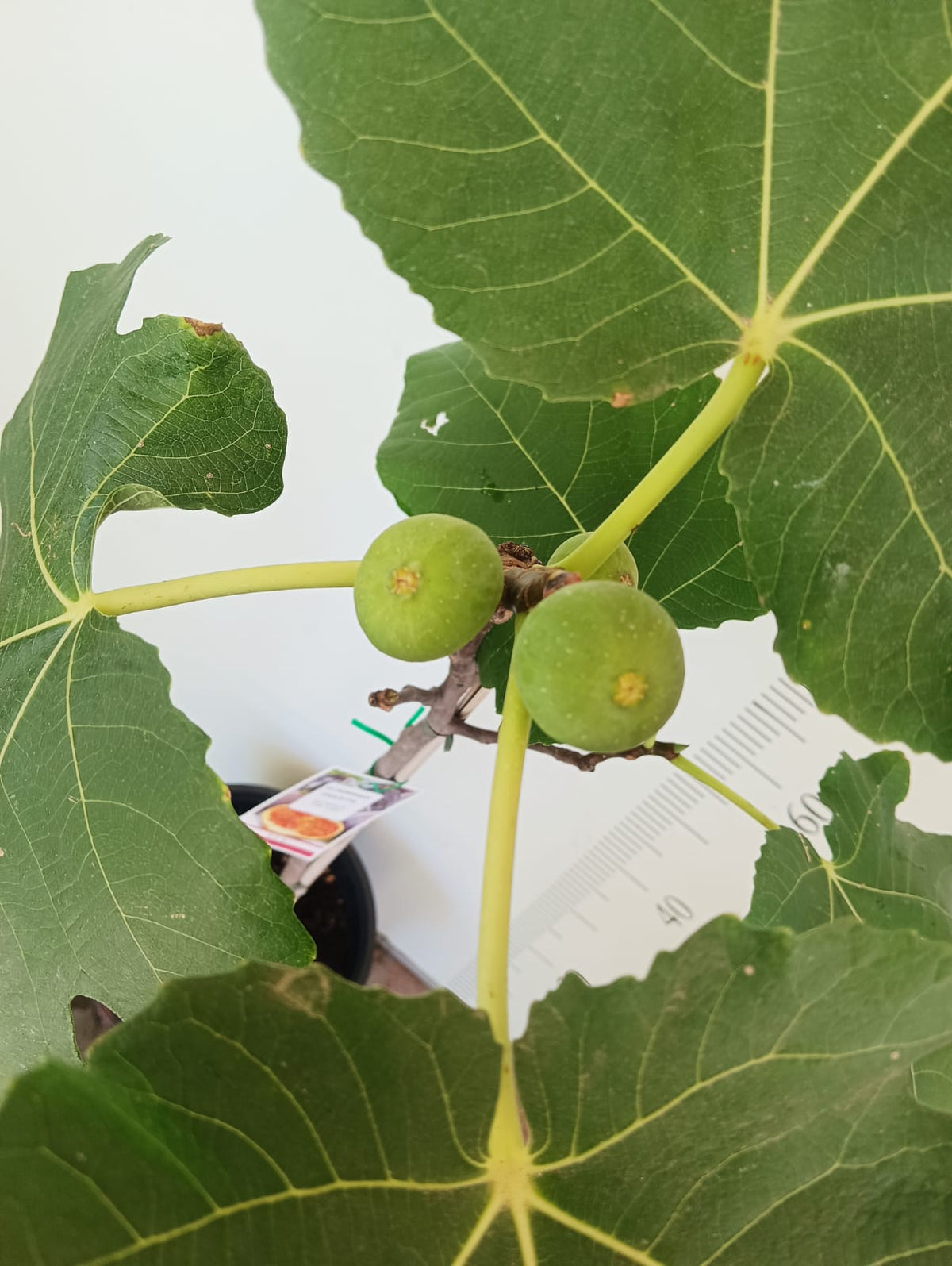 Dominick's Fig Cutting - Unrooted 8"+, Rare Ficus carica Heirloom, Cold Hardy, Sweet Dark Fig for Propagation