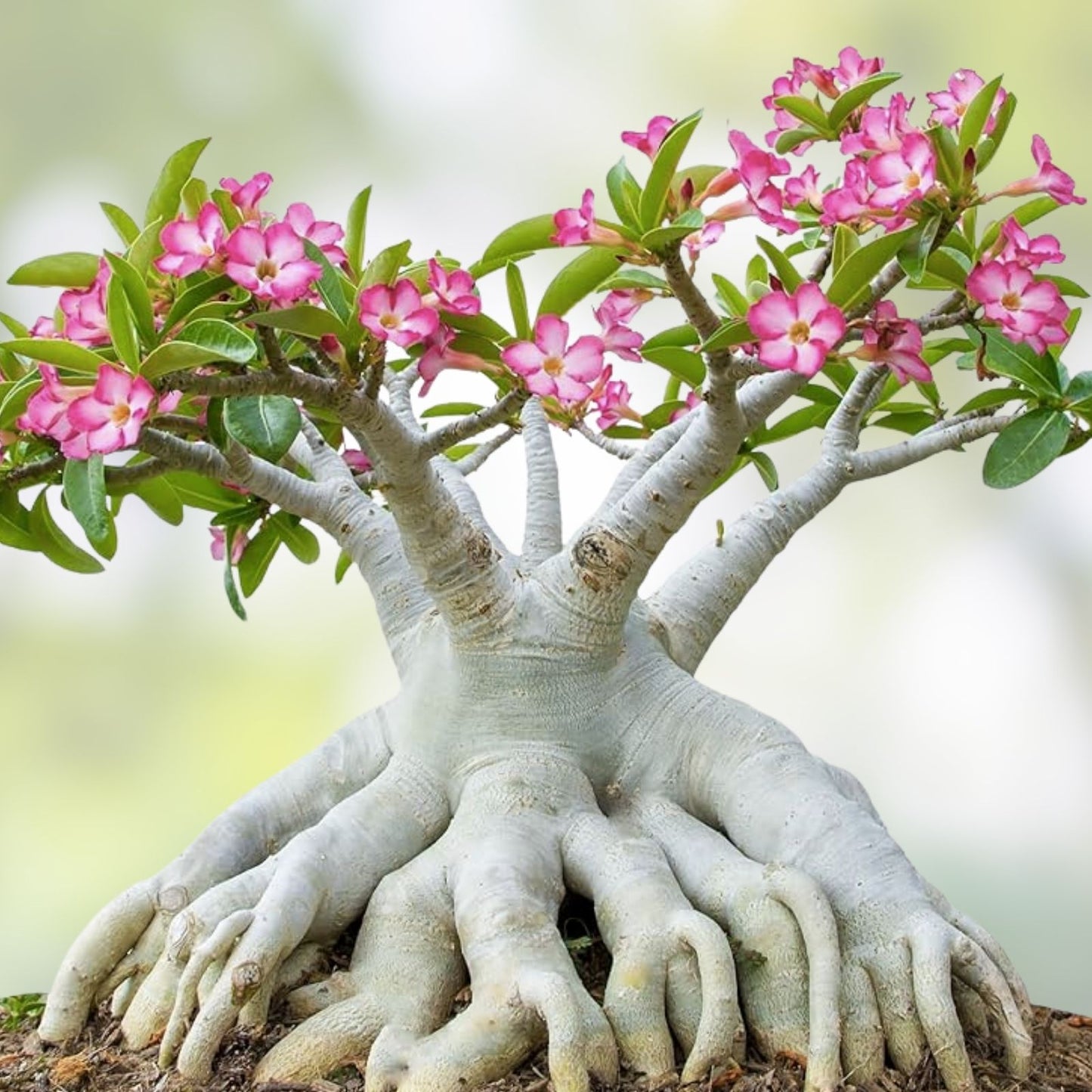 Desert Rose Seeds - Mixed Color, Easy to Grow Adenium Obesum, Exotic Bonsai Plant, Succulent Seeds for Gardening