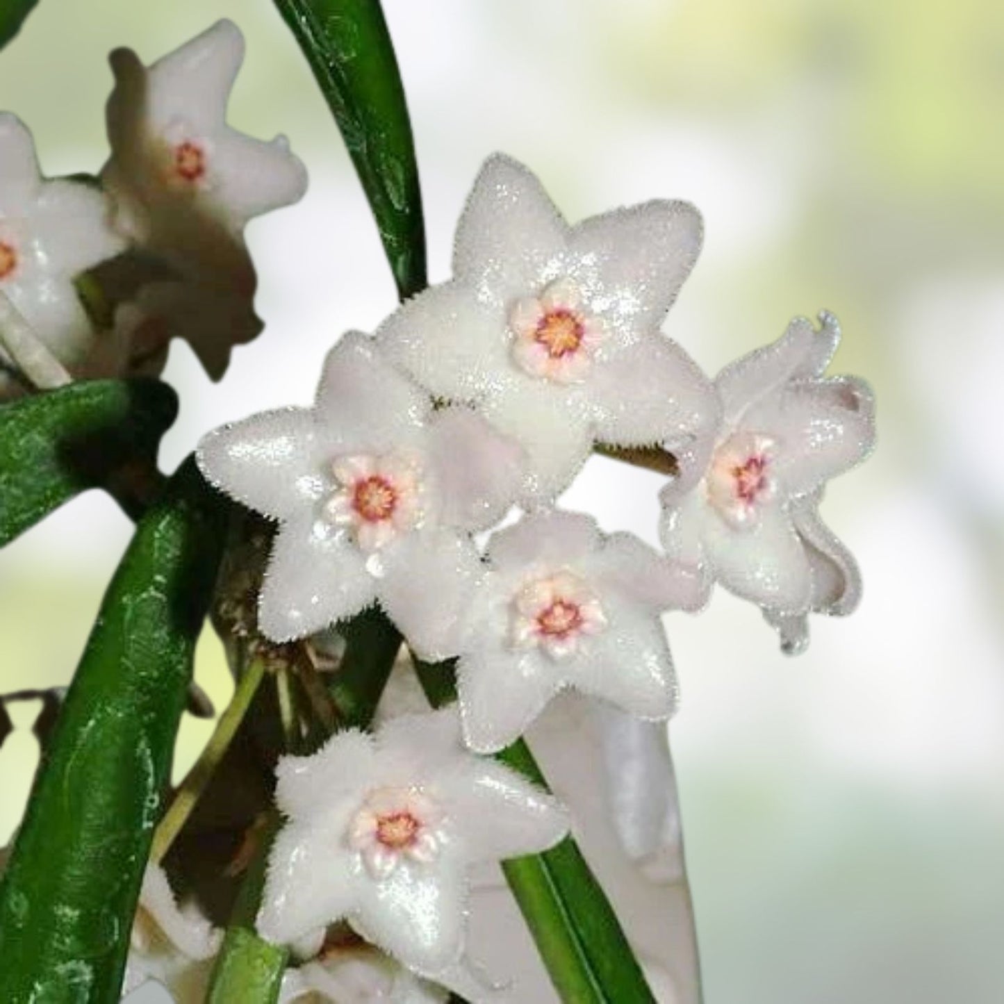 Hoya Longifolia Starter Plant - Heat-Loving Hanging Plant - Wall String Bean - Hoya Longifolia
