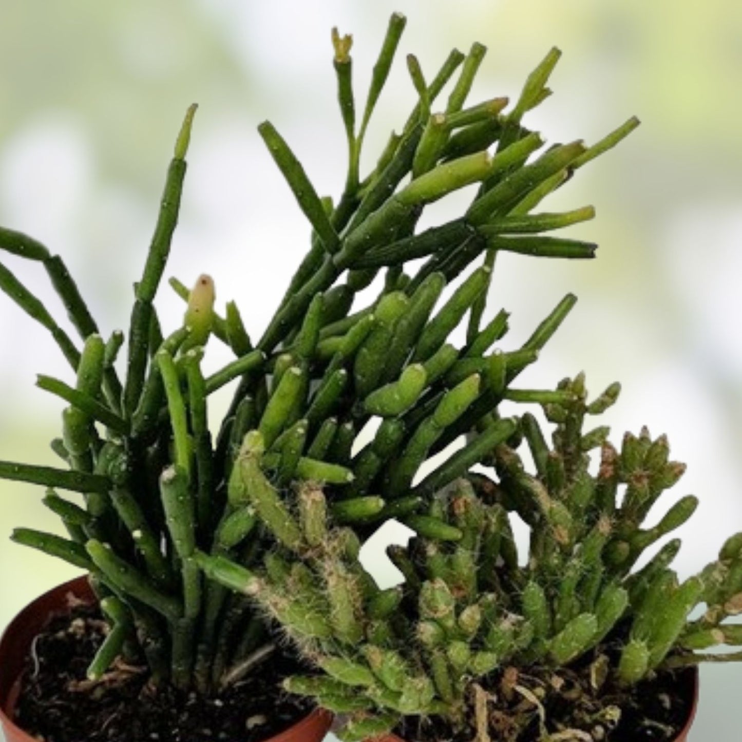 Fresh Cuttings 9 Pack Rhipsalis Prismatica Orchid Cactus Succulent Indoor Plant Decor