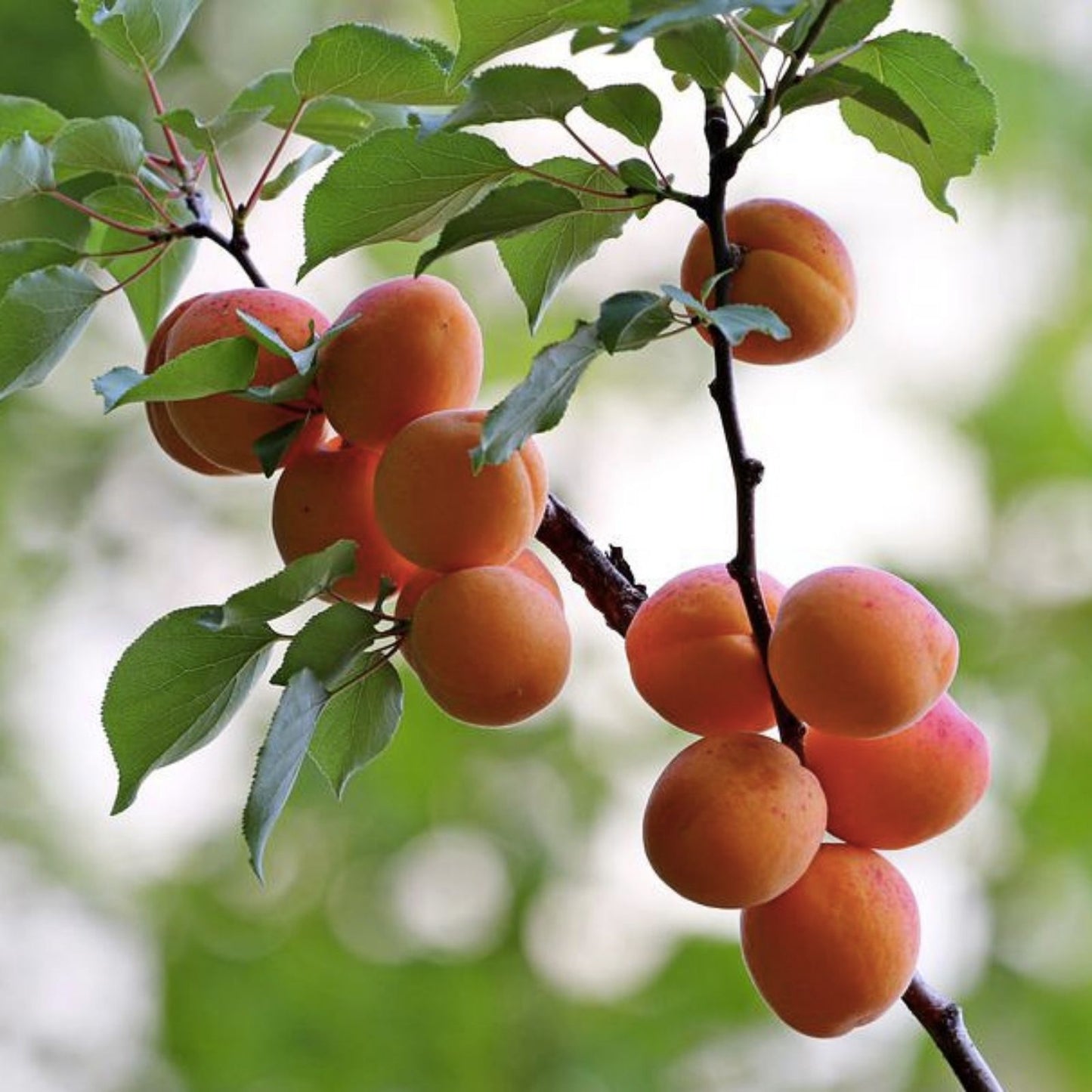 Aprium Scions Cuttings - Flavor Delight Variety - Apricot Plum Hybrid - Prunus Armeniaca x Prunus Domestica