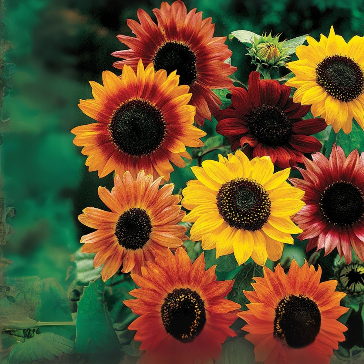 Velvet Queen Sunflower Seeds - 50 Heirloom Non-GMO Seeds for Planting | Helianthus annuus