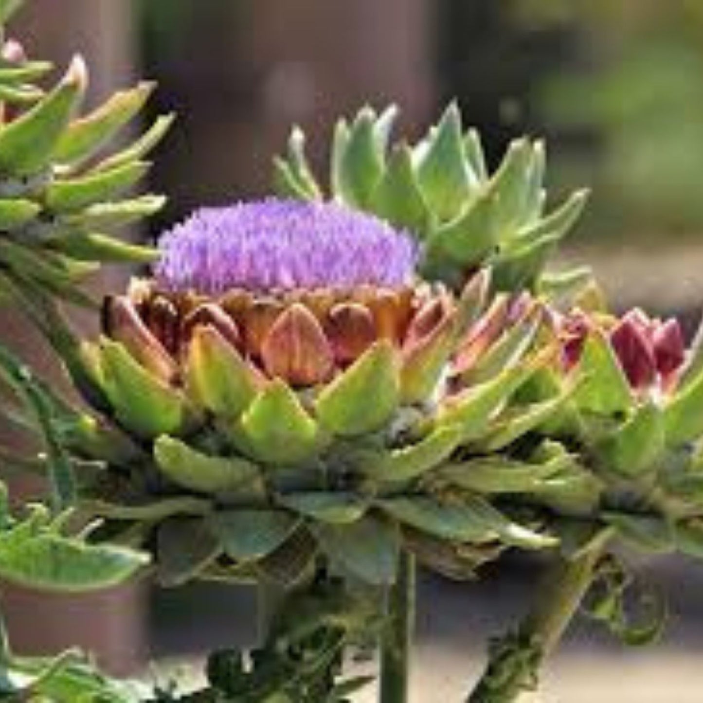 30 Exotic Globe Artichoke Seeds - Rare Garden Vegetable, Cynara scolymus, Heirloom Variety for Home Gardening
