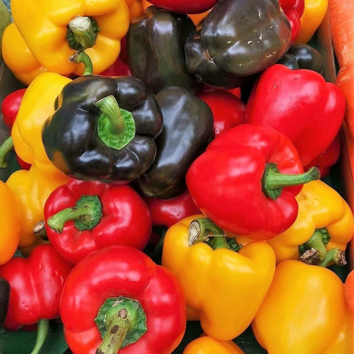 Rainbow Blend Sweet Bell Pepper Seeds 300+ Pack Non-GMO Capsicum annuum Vegetable Seeds