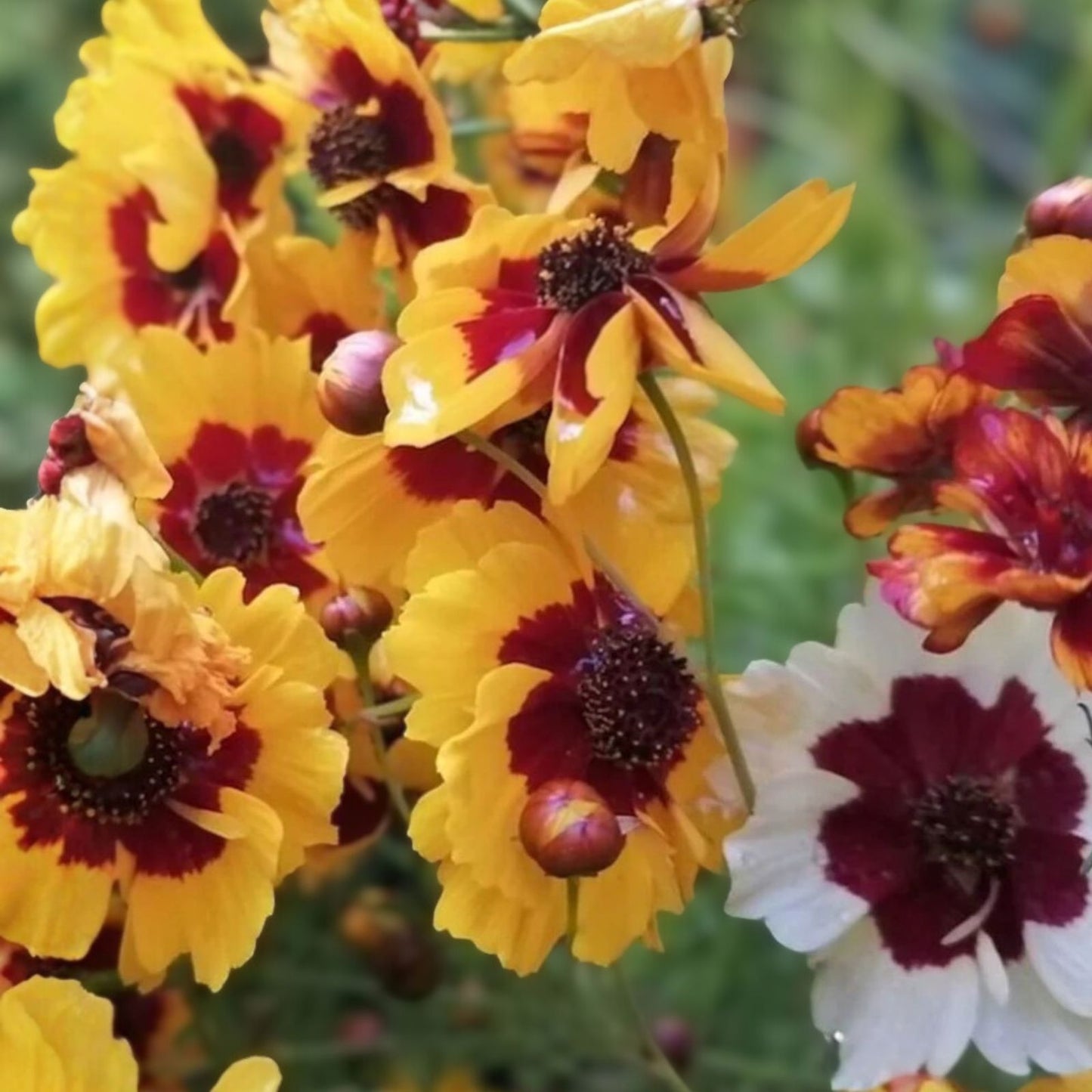 Coreopsis Seeds 100+ Plains Coreopsis Wildflower Garden Seeds - Coreopsis tinctoria, Native Flower Seeds