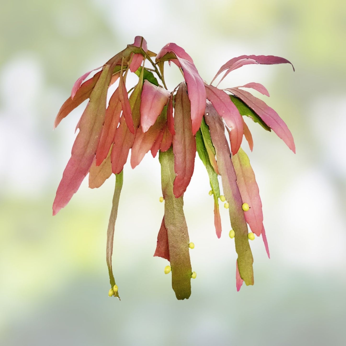 Rhipsalis Ramulosa Red Cuttings - Pseudorhipsalis Mistletoe Cactus - 6 Healthy Plant Clippings - Kimnachia