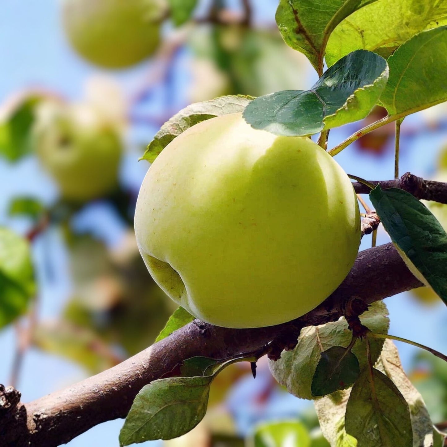 Apple Tree Cuttings with 6+1 Free Grafting Scions, Live Rooting Variety, Malus domestica, Fruit Tree Propagation Material