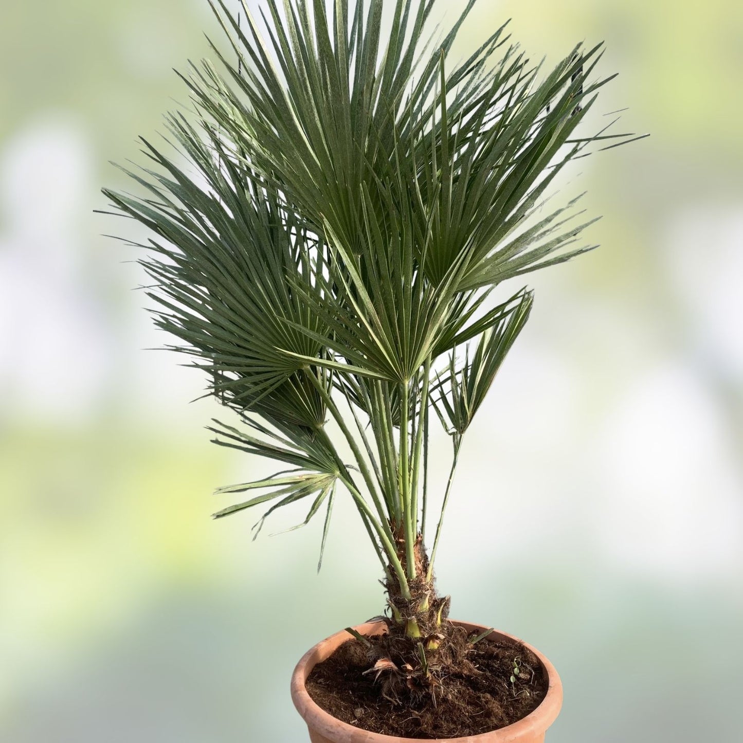 Mediterranean Fan Palm Seeds - 10 European Fan Palm Seeds, Chamaerops humilis, Tropical Garden Plant, Drought Tolerant, Ornamental Palm Seeds