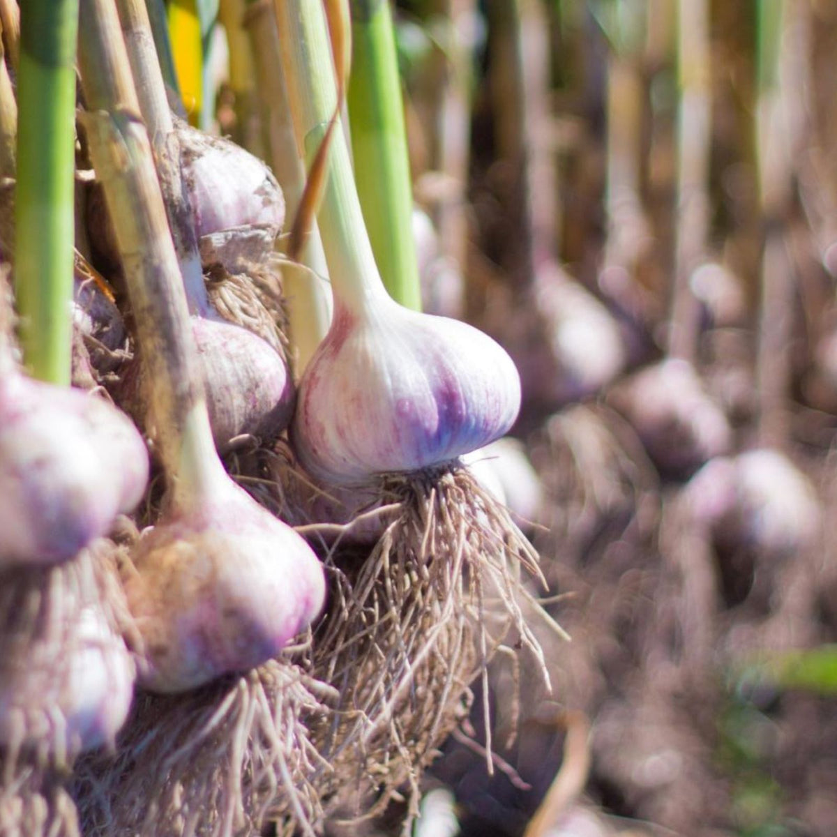 Small Garlic Cloves Seeds for Planting - Organic Garlic Varieties - 30+ Cloves, Allium sativum