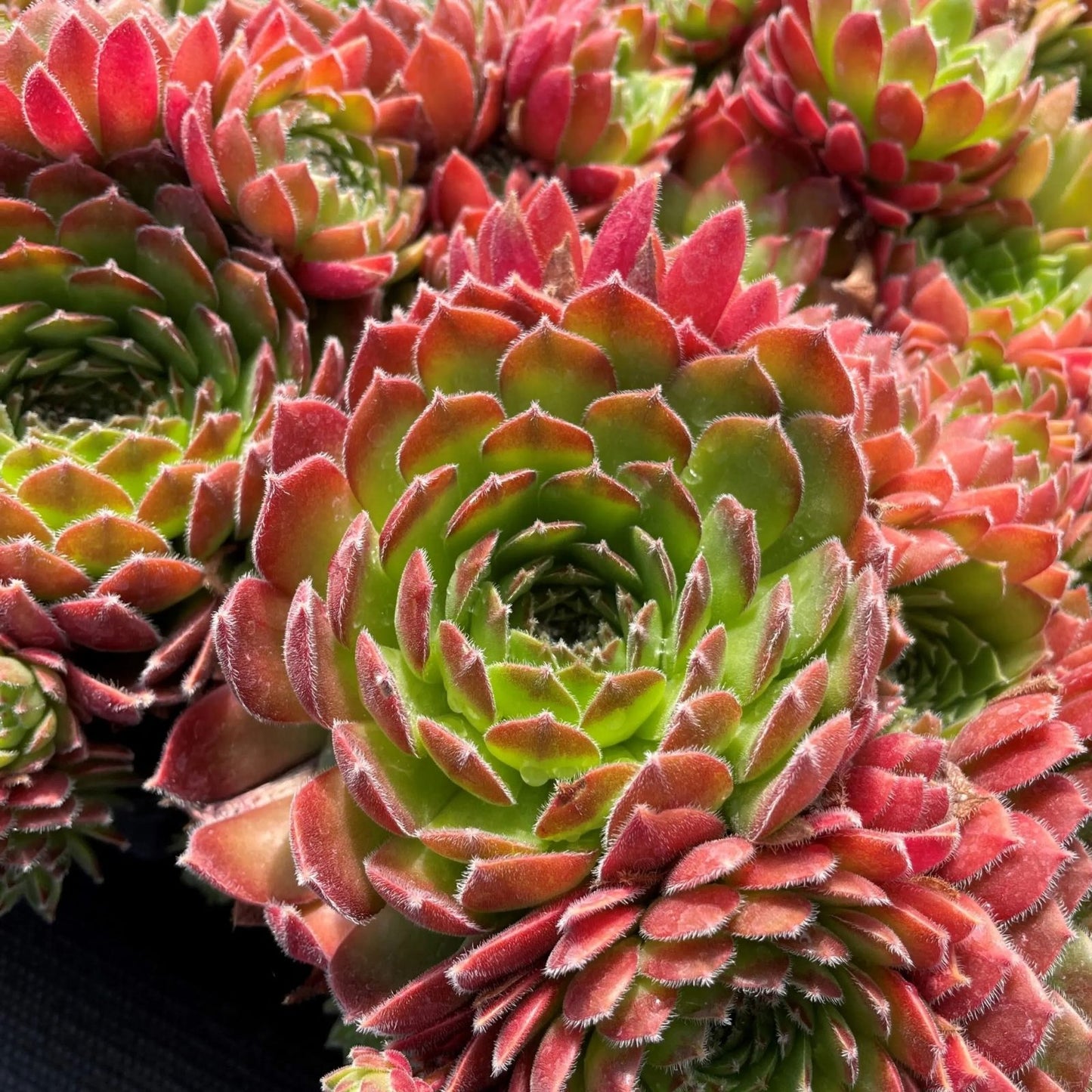 Rooted Sempervivum Hen & Chicks Succulent Starter Plants, 10 Varieties, 2" Pots, Sempervivum spp.