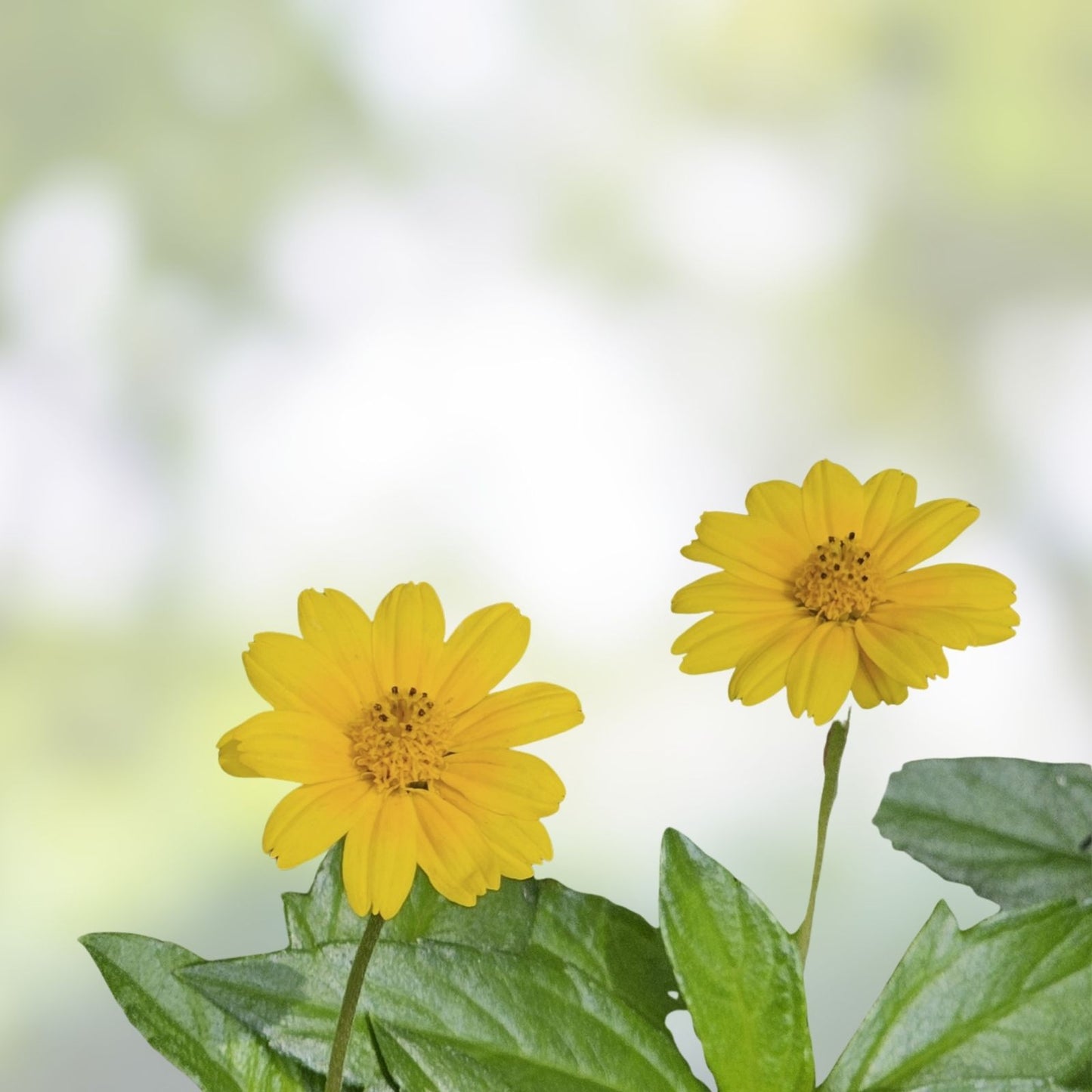 Creeping Daisy Live Plant Cuttings - 10 Yellow Flower Vines - Wedelia - Ground Cover Plant - Perennial Garden Plant