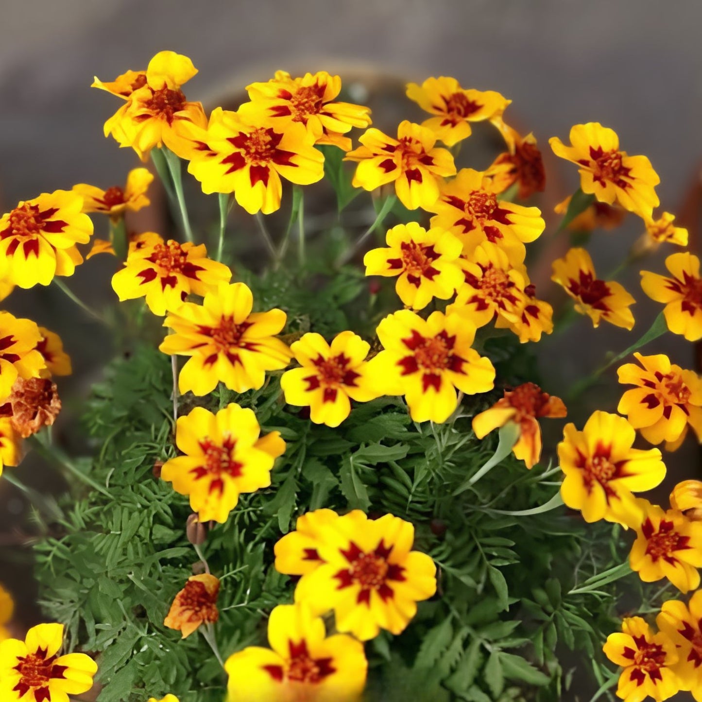 French Marigold Seeds - Dwarf Naughty Marietta - 200 Seeds - Easy to Grow Tagetes patula Garden Flower