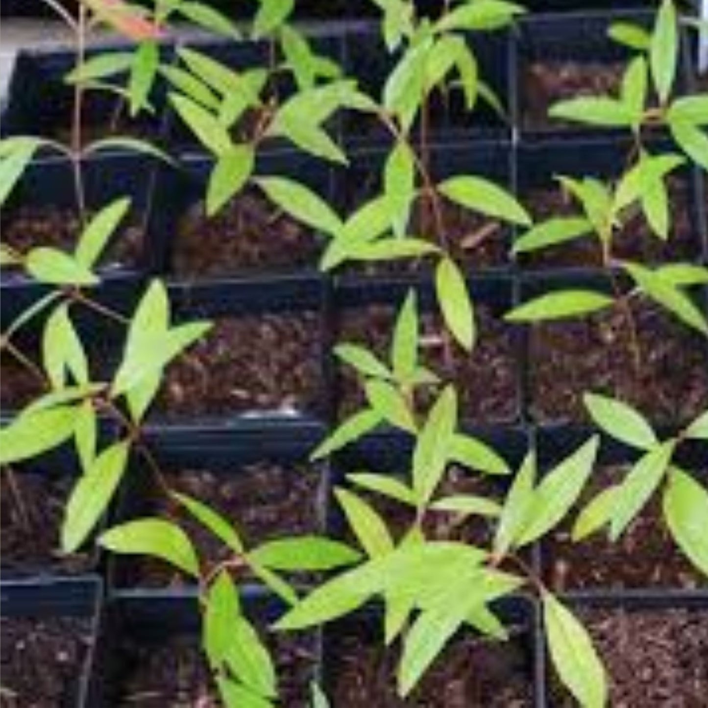 Pomegranate Seedling Plant - 12-15 Inches Tall - Punica granatum - Fruit-Bearing Variety