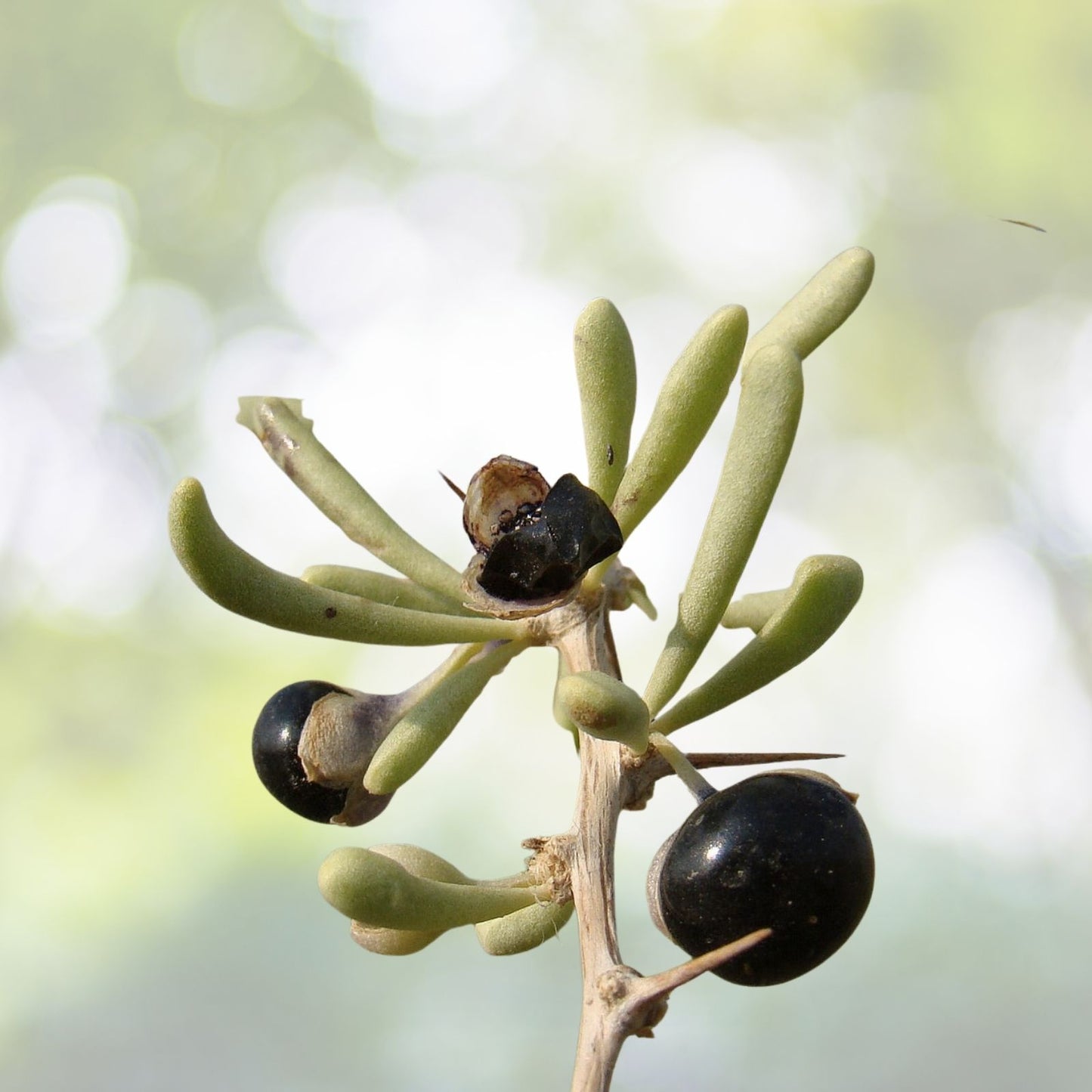 Black Goji Berry Seeds - 10+ Pack - Lycium ruthenicum - Superfood, Antioxidant, Herbal Plant Seeds - Free Shipping