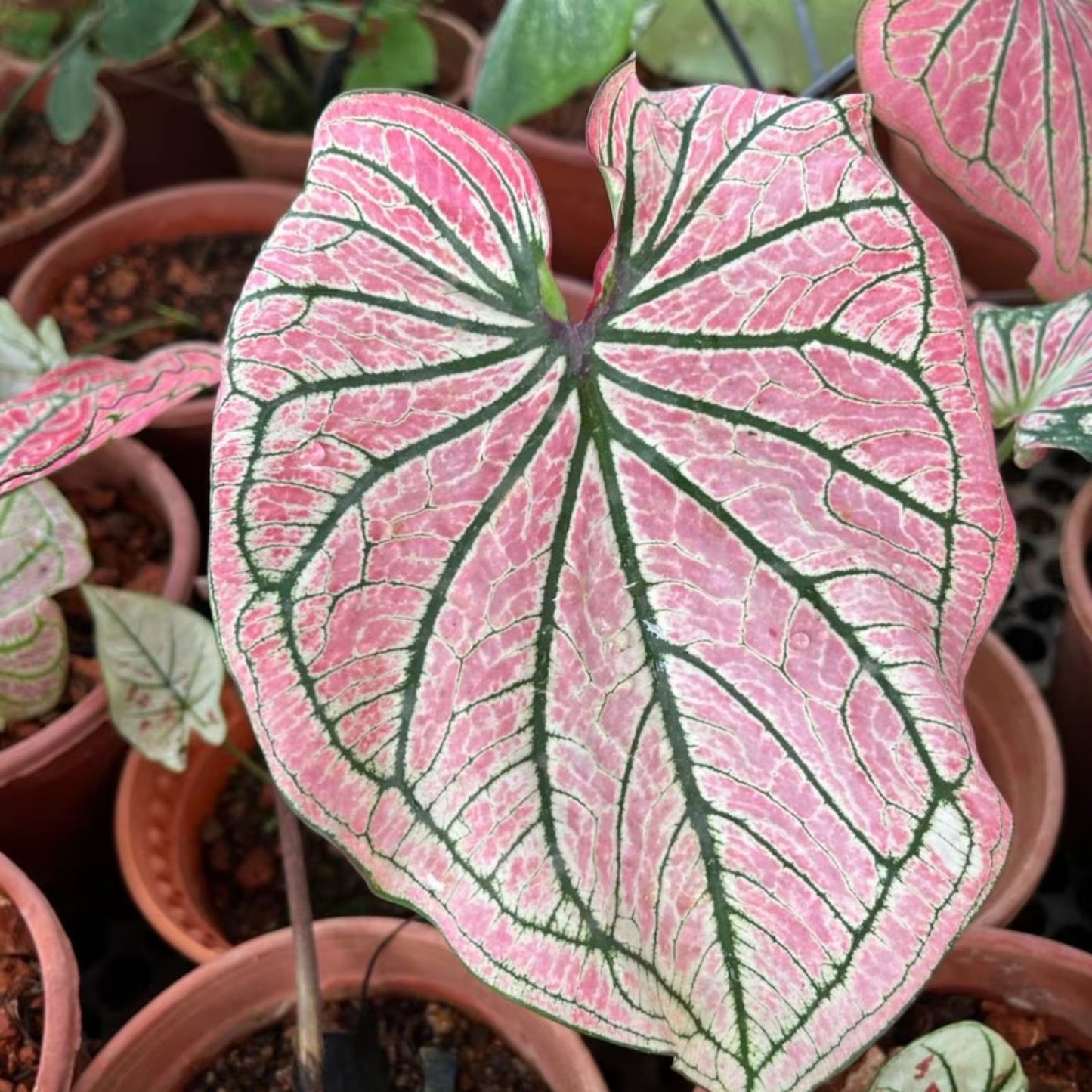 Caladium Bulbs 10 Count Pink Symphony Perennial Elephant Ears Caladium bicolor Garden Plant