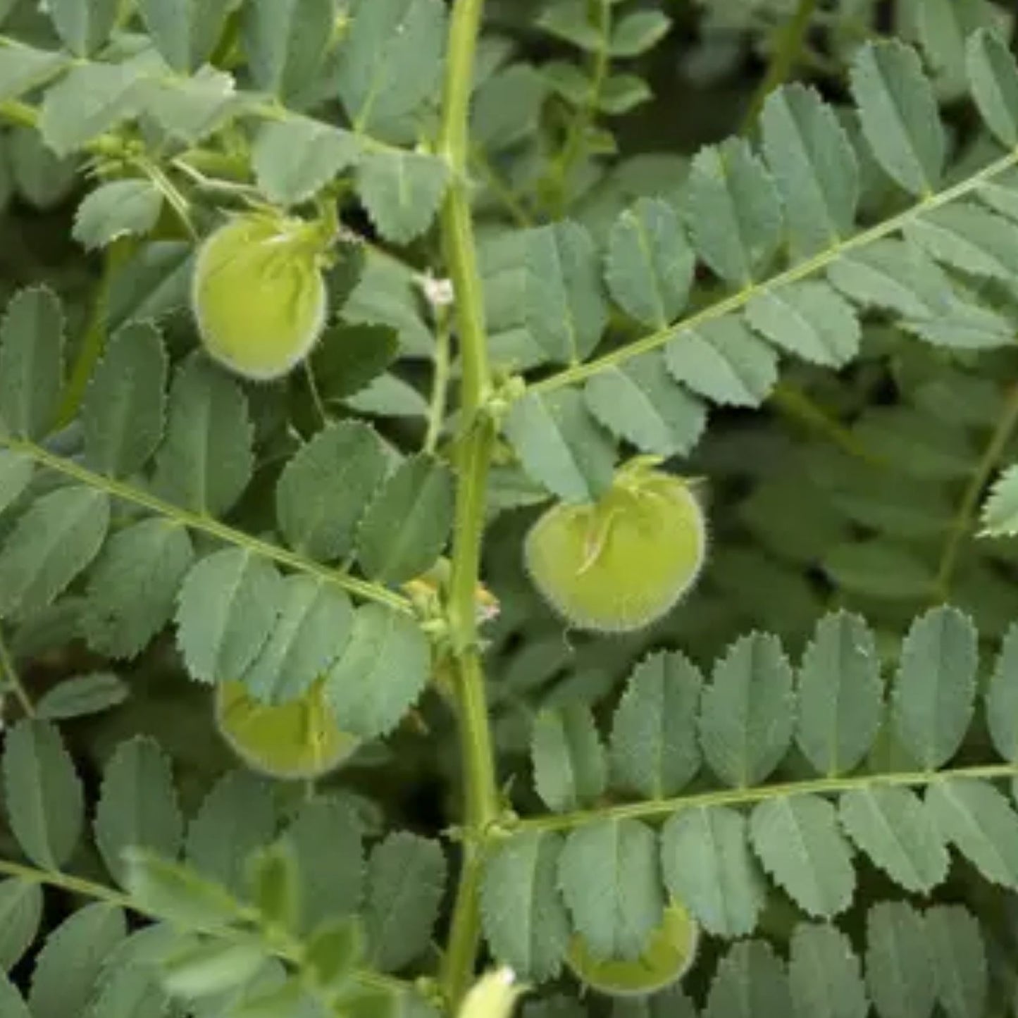 Organic Garbanzo Bean Seeds for Planting, Chickpeas, Cicer arietinum, Ideal for Home Garden Hummus Production