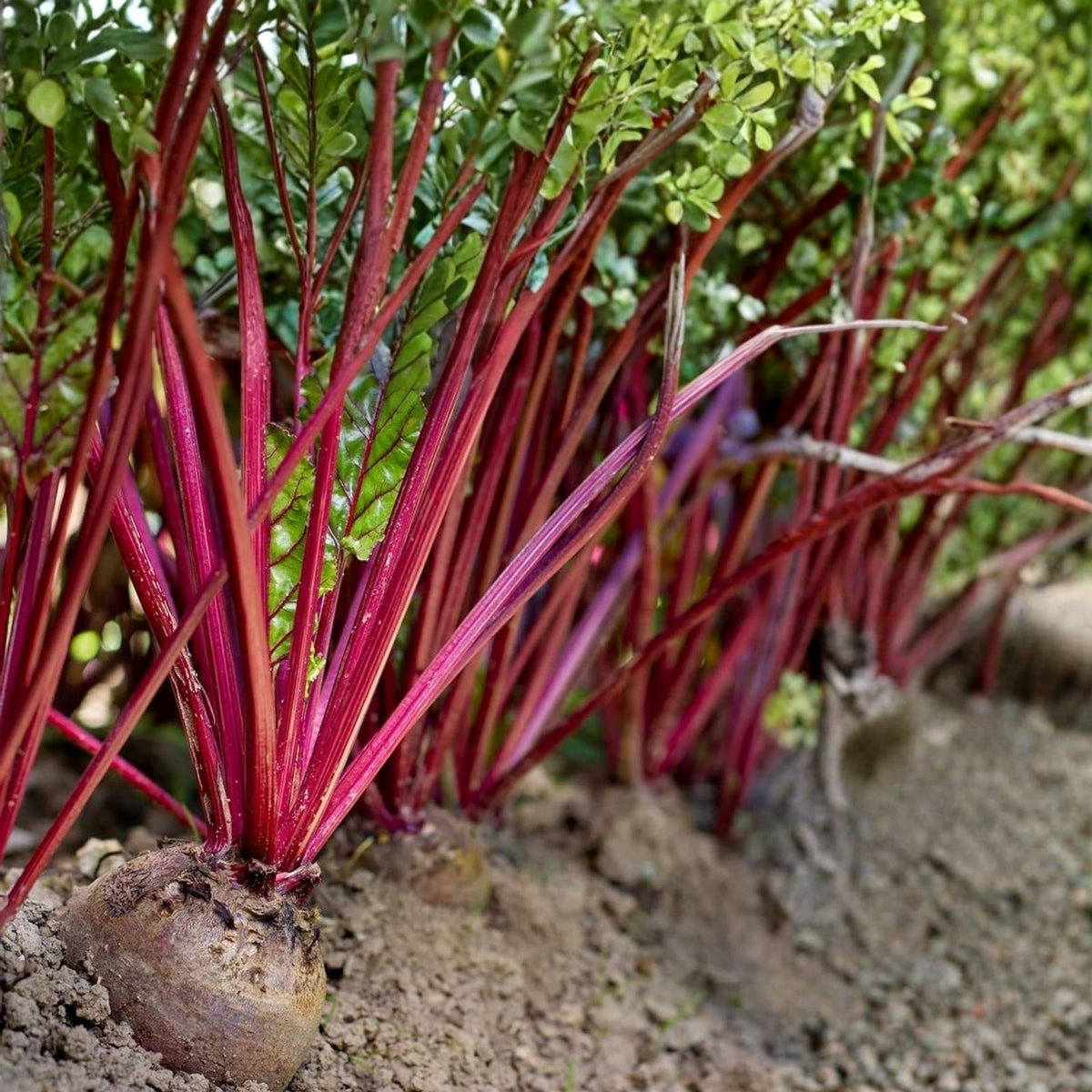 Beet Seeds 500 Count - Early Wonder Heirloom Non-GMO Organic Vegetable Garden Seeds Beta vulgaris