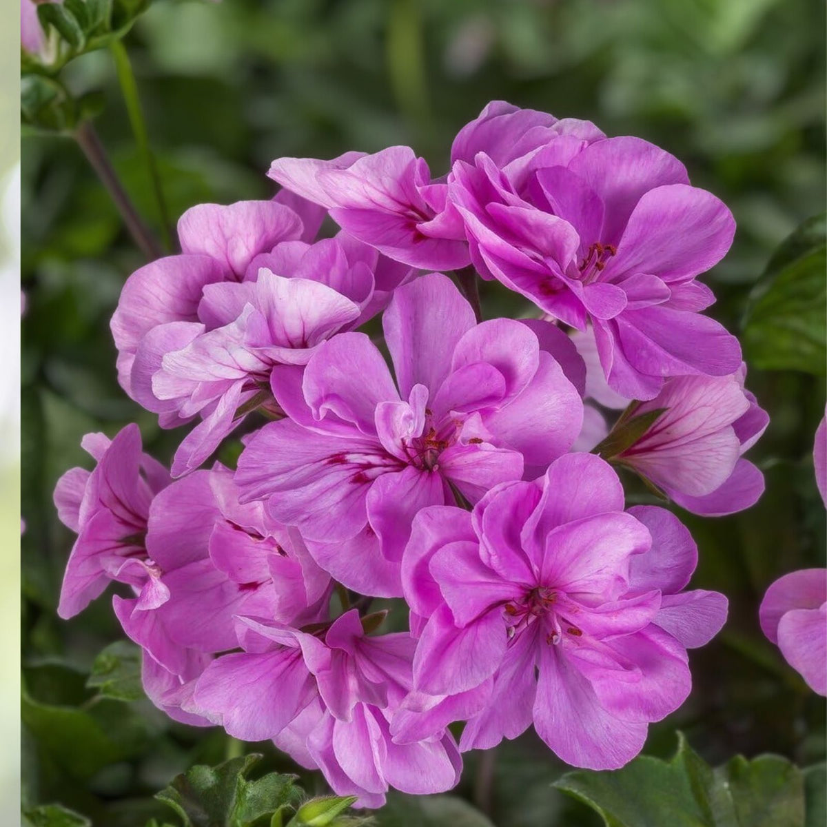 Live Geranium Plant - 12" Tall - Purple Flowers - Pelargonium spp.