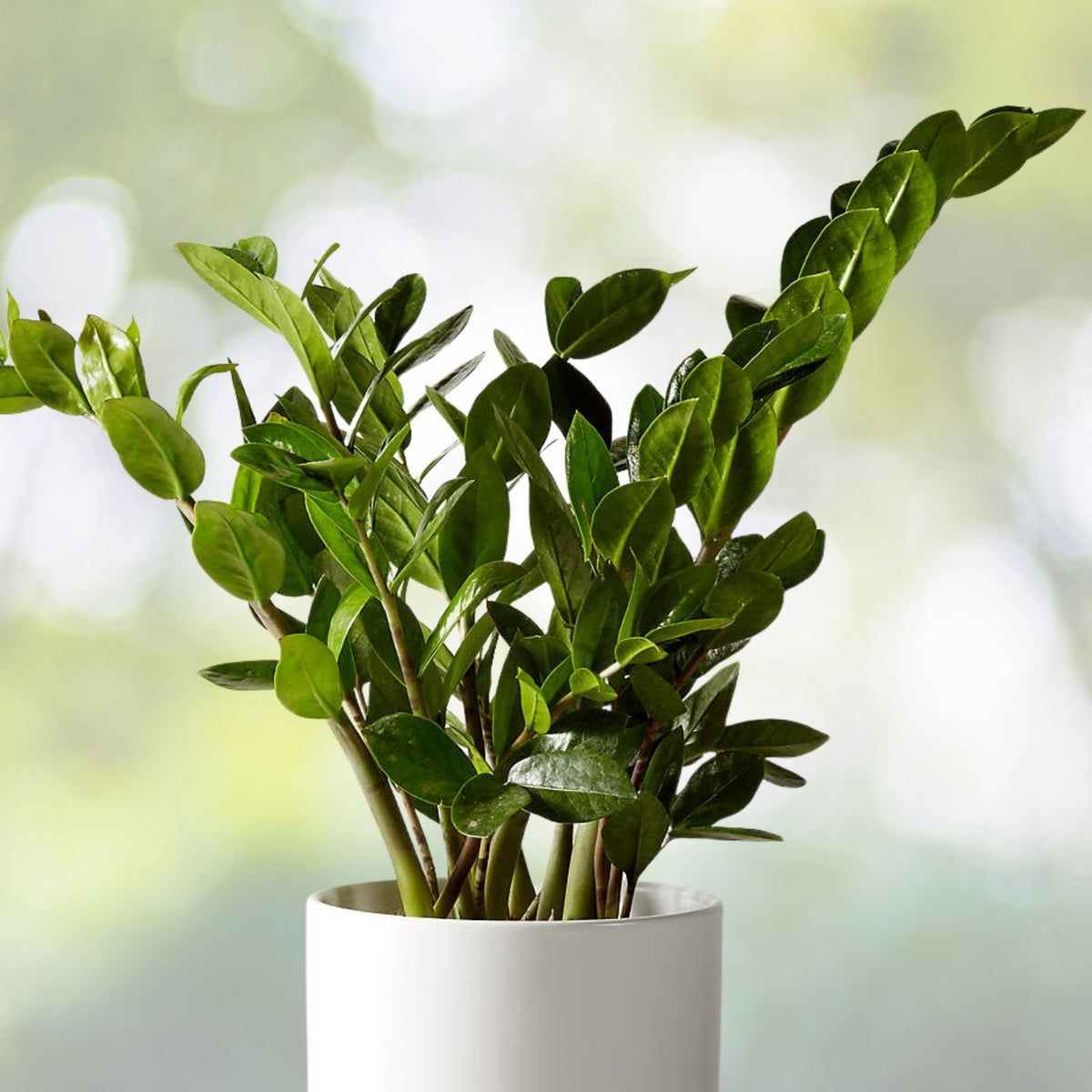 ZZ Plant 6" Pot - Zamioculcas Zamifolia - Low Light Indoor Houseplant - Easy Care Tropical Greenery for Home or Office