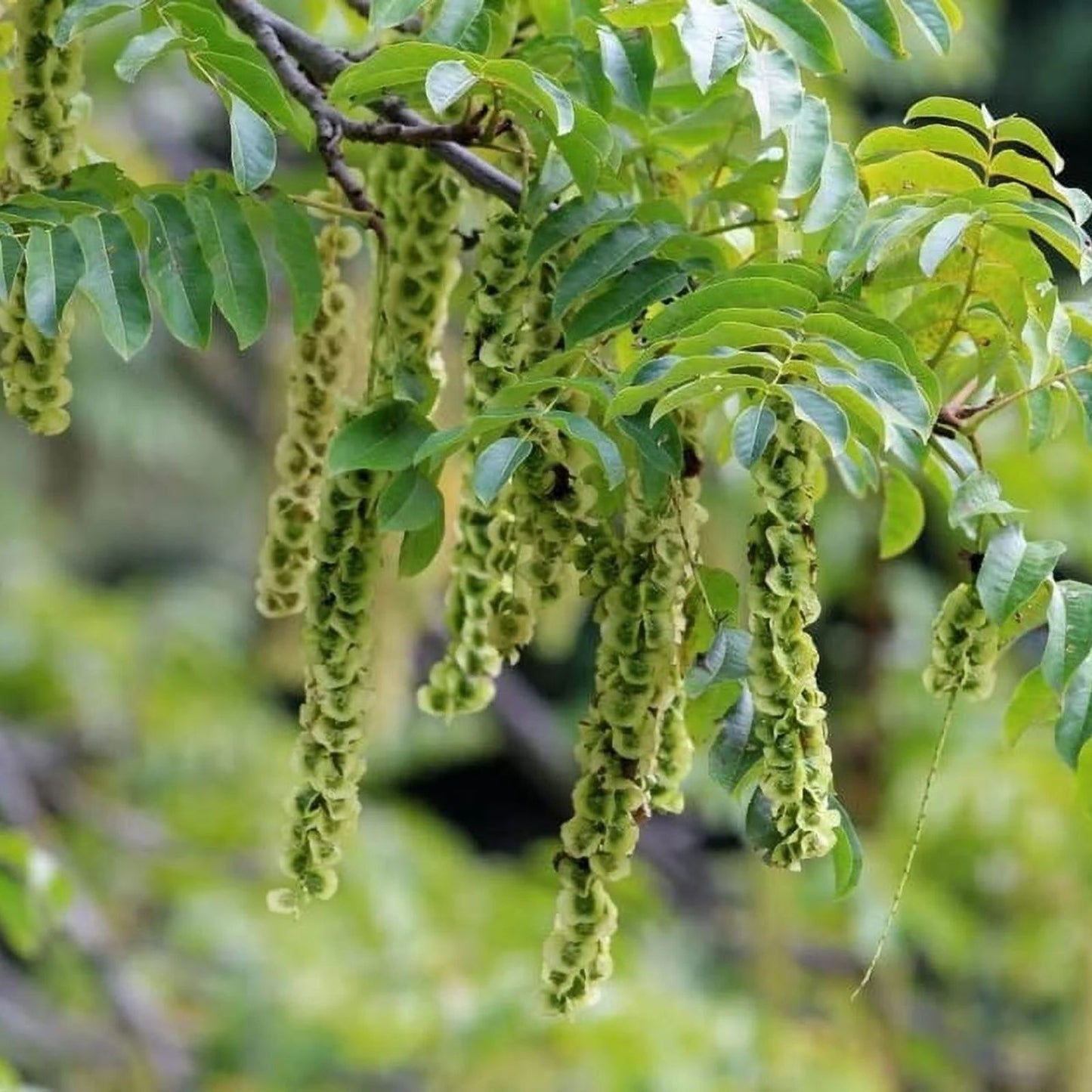 Caucasian Wingnut Tree Seeds 10 Pack - Pterocarya fraxinifolia Hardy Garden Seeds for Planting