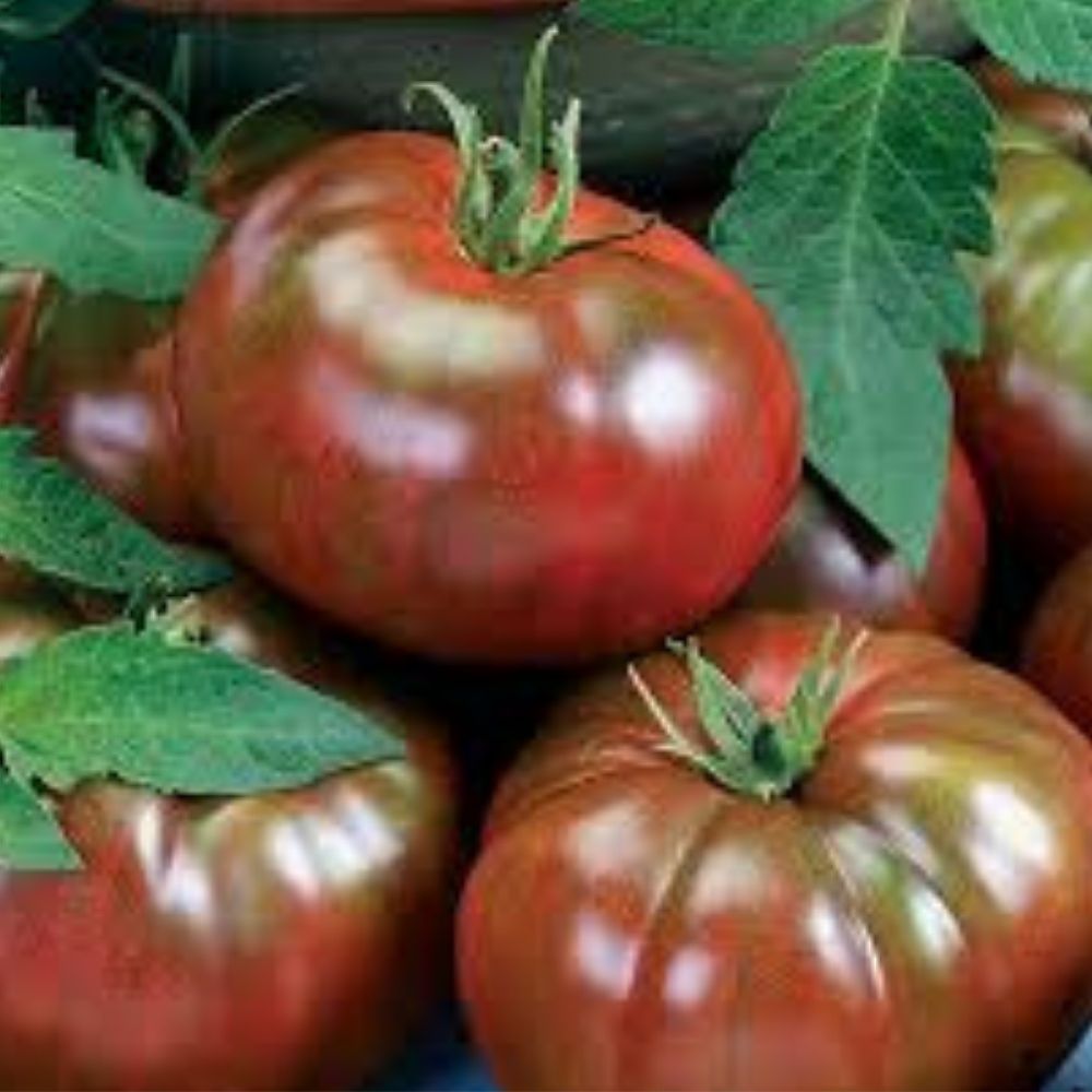 Black Tomato Seeds 40 Count Organic Heirloom Chef's Choice Variety Solanum lycopersicum USA Grown