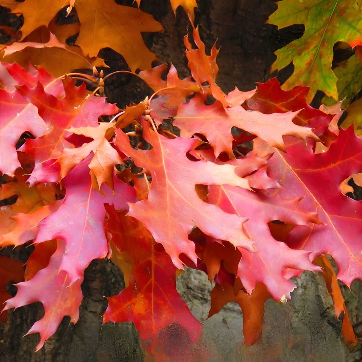 Pin Oak Tree Seedling 4-8 Inches Bare Root Quercus palustris Live Plant for Gardening and Landscaping