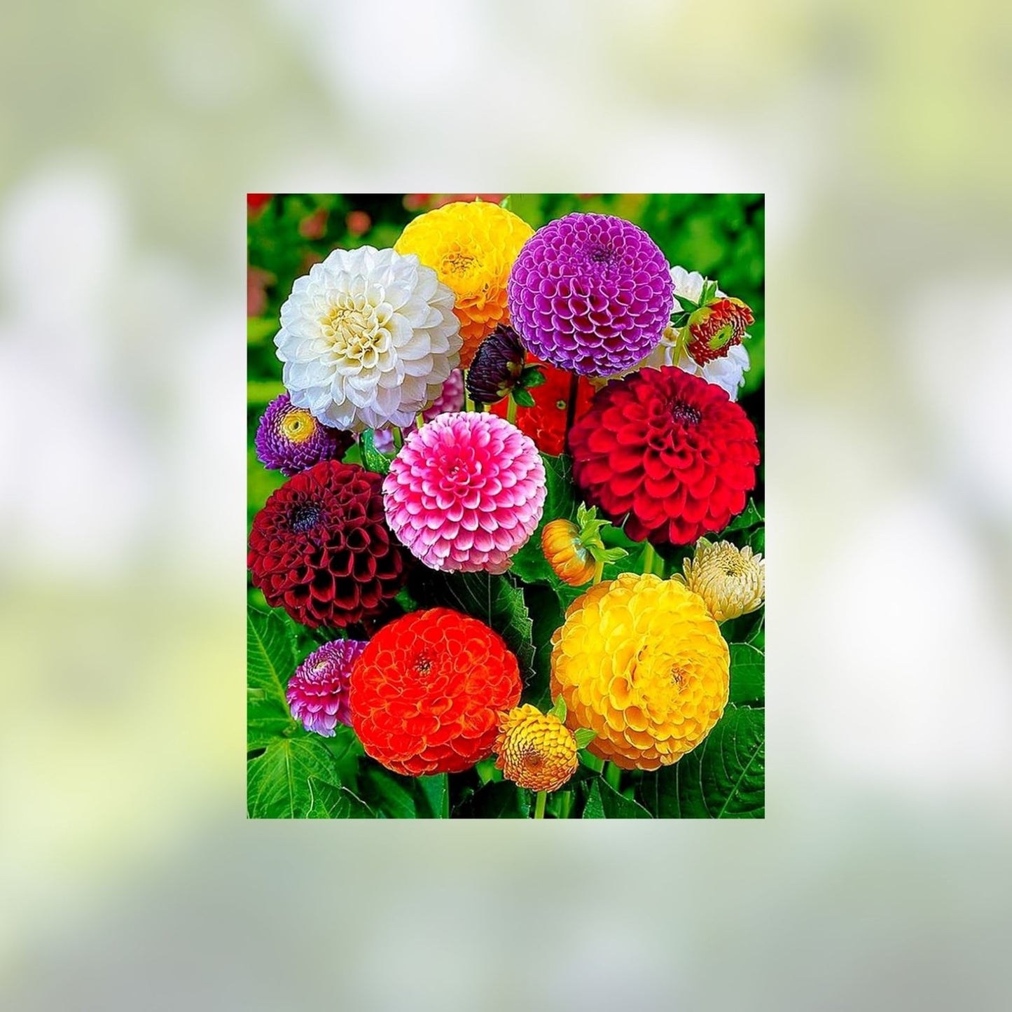 Dahlia Pom Pom Seeds 100+ Mixed Colors Dahlia pinnata Flower Seeds for Garden Planting
