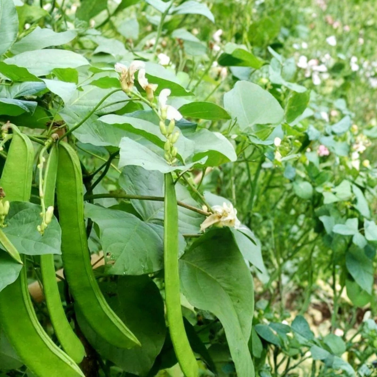 Jack Bean Seeds 20 Pack Wonder/Sword Variety Organic Canavalia ensiformis Fresh 2023 Stock