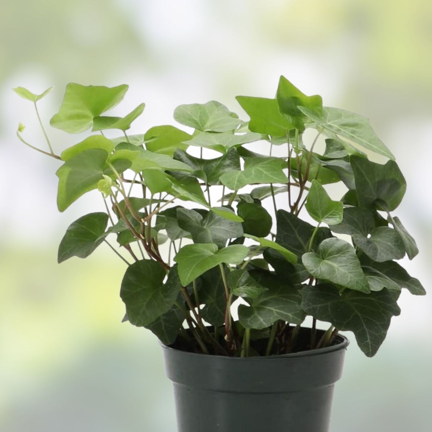 English Ivy Cuttings 50 Non-Rooted Deep Green Vine Hedera helix Indoor Plant Propagation