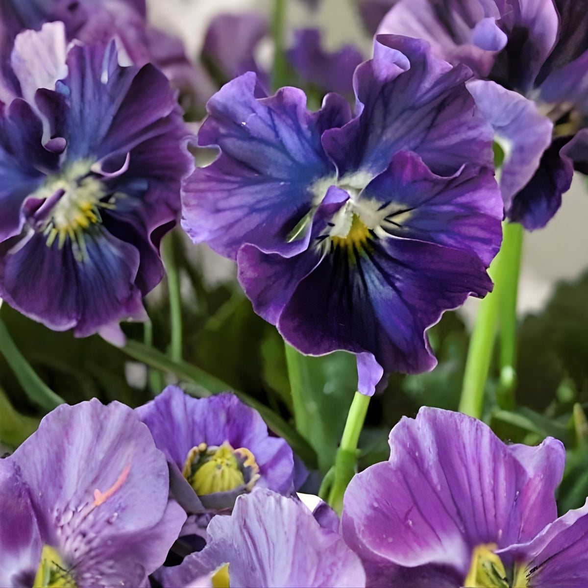 Pansy Seeds 150+ Count Fragrant Annual Flower Seeds Viola Colorful Garden Planting Variety