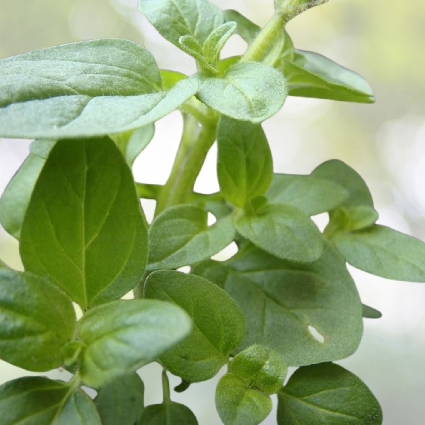 Sweet Marjoram Seeds - 1000+ Count - Knotted Marjoram - Majorana - Perennial Herb - USA Grown