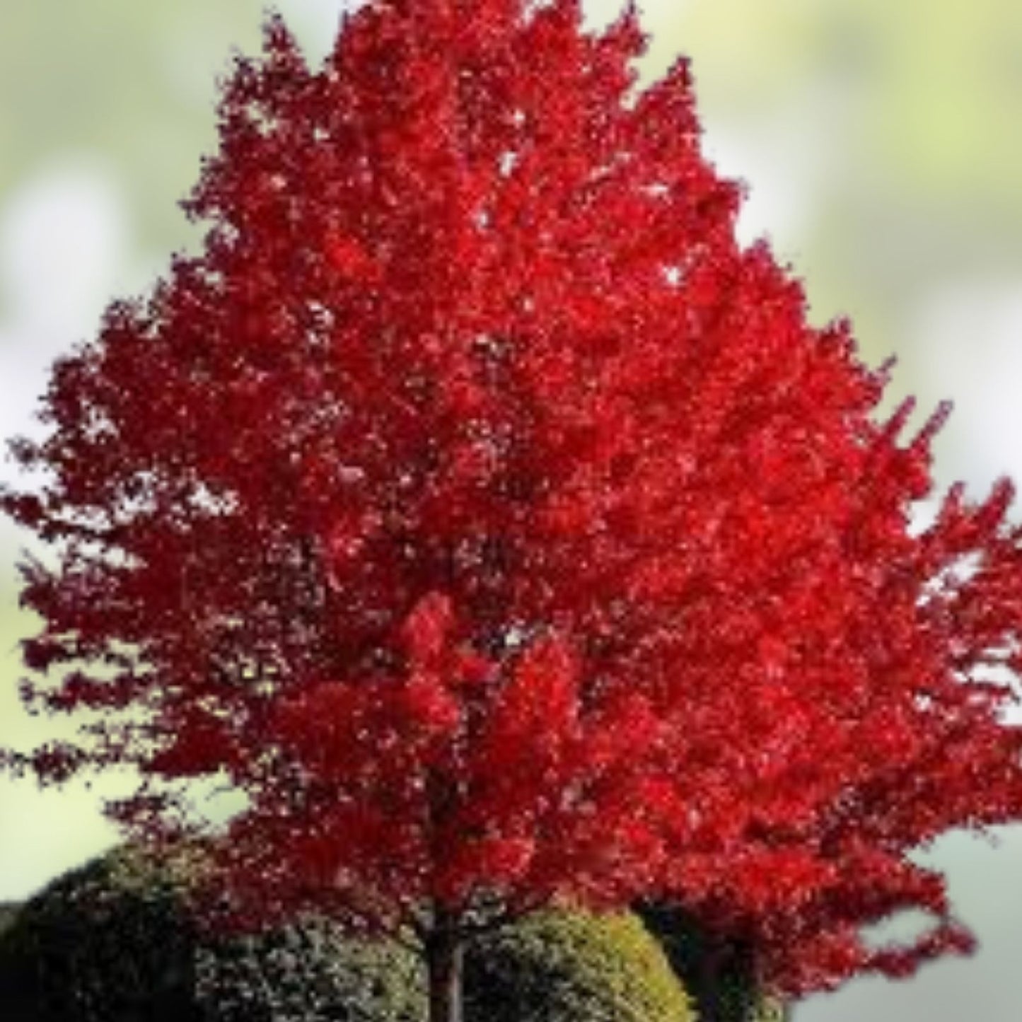Red Maple Tree Seedlings | Live Plant | Acer rubrum | Landscaping, Ornamental, Deciduous Tree