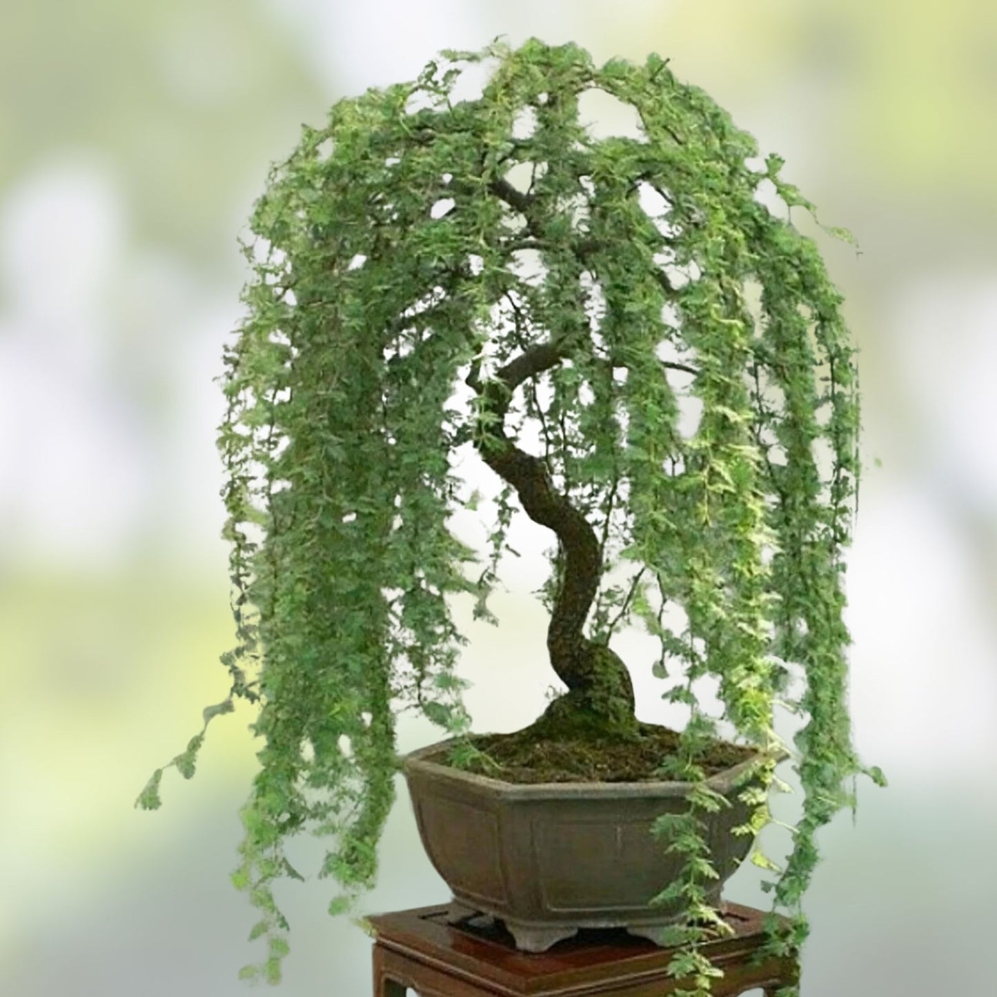 Weeping Willow Bonsai Tree Cutting – Large Thick Trunk Live Indoor Plant – Salix babylonica