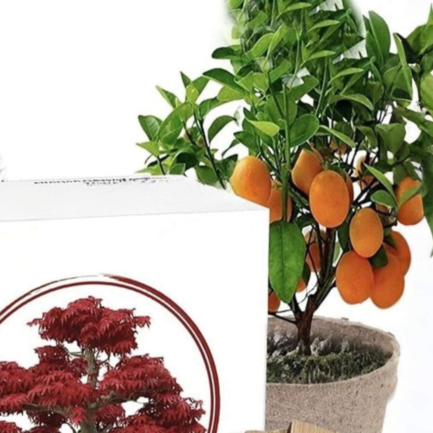 Bonsai Tree Kit - All-in-One Indoor Gardening Set for 5 Species - Ficus, Juniper, and More - Grow Your Own Bonsai