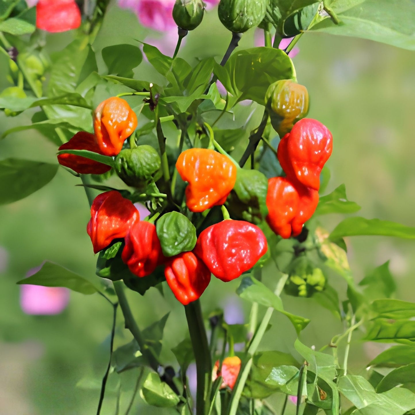 Carolina Reaper Seeds - 10 Organic Chili Pepper Seeds - World's Hottest Capsicum chinense - Spicy Hot Pepper Seed Pack