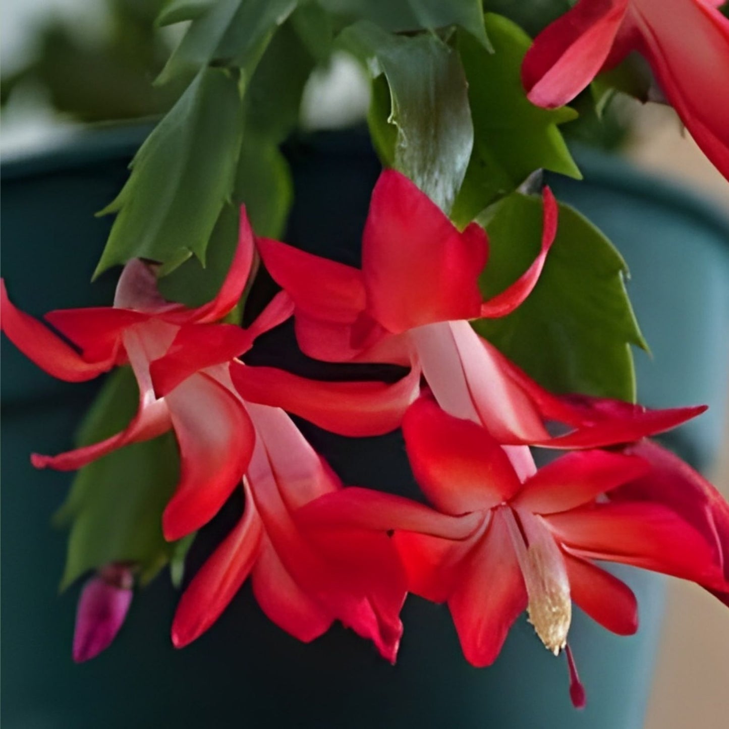 Unrooted Thanksgiving Cactus Leaf Cuttings - Schlumbergera truncate Succulent Propagation Supplies