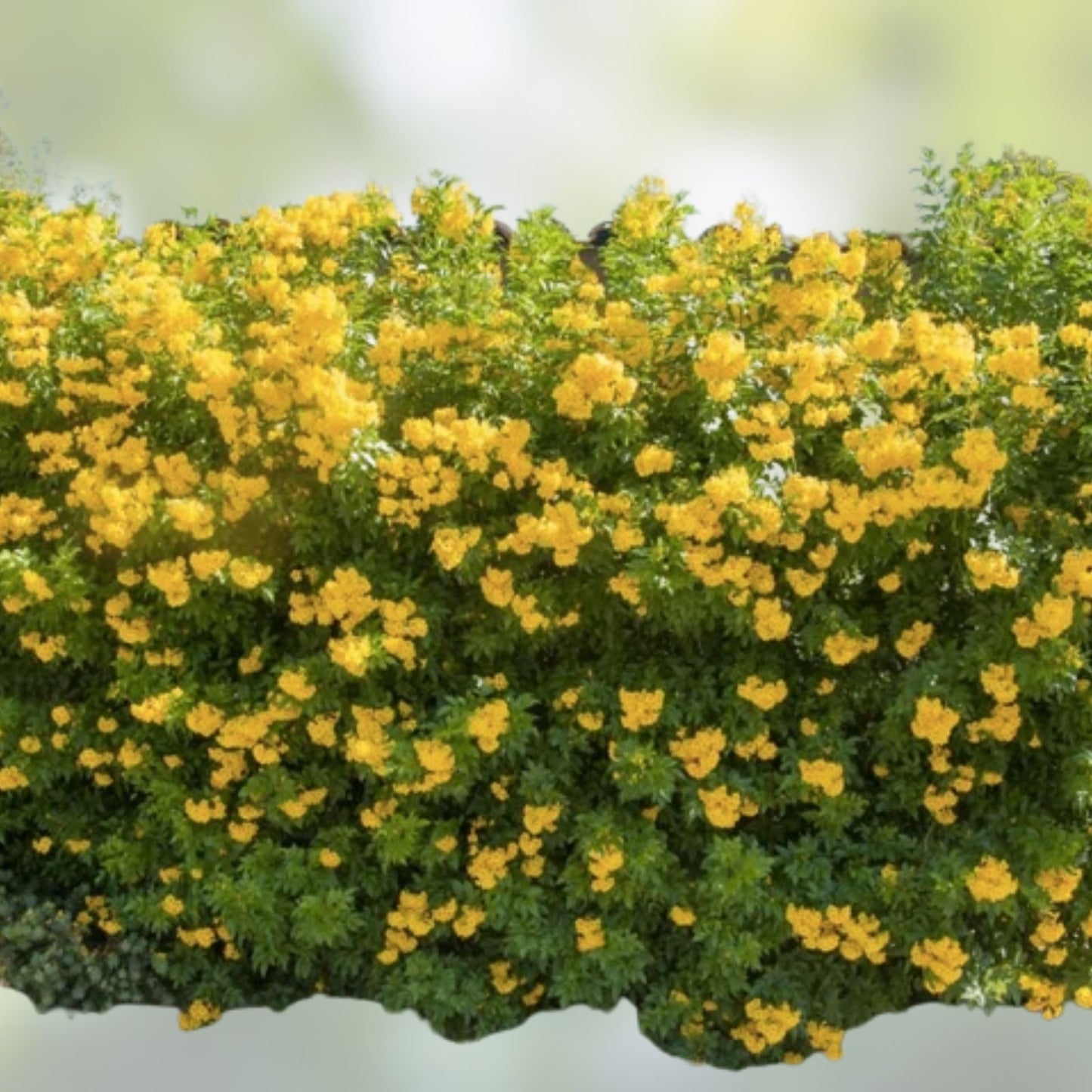 20 White Trumpet Bush Seeds - Fragrant Trumpet Flowers - Tecoma stans 'Alba' - Ornamental Shrubs for Garden Landscaping