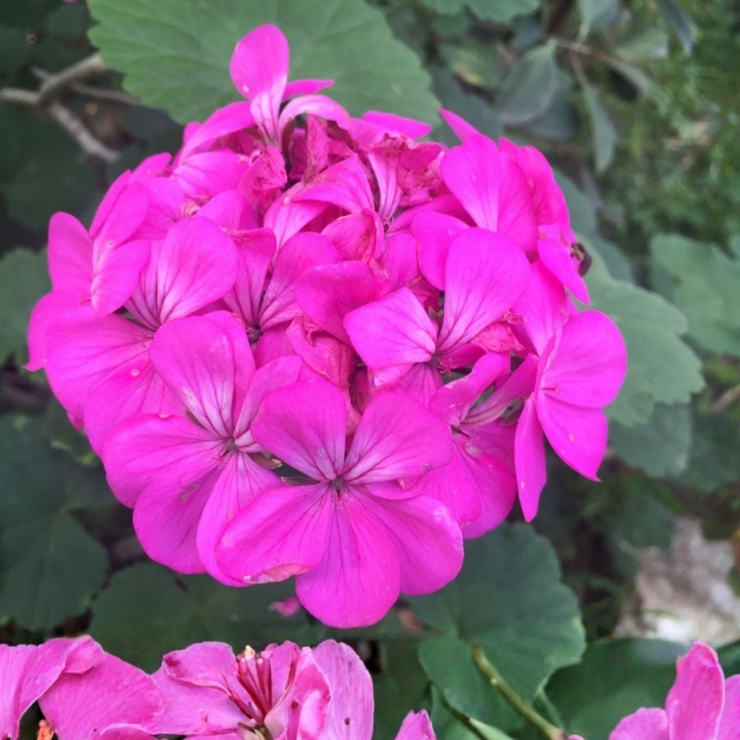 Purple Pink Pelargonium Zonal Geranium Live Plant Starter Cuttings 12x6" | Geranium zonale | Garden Flower Plant