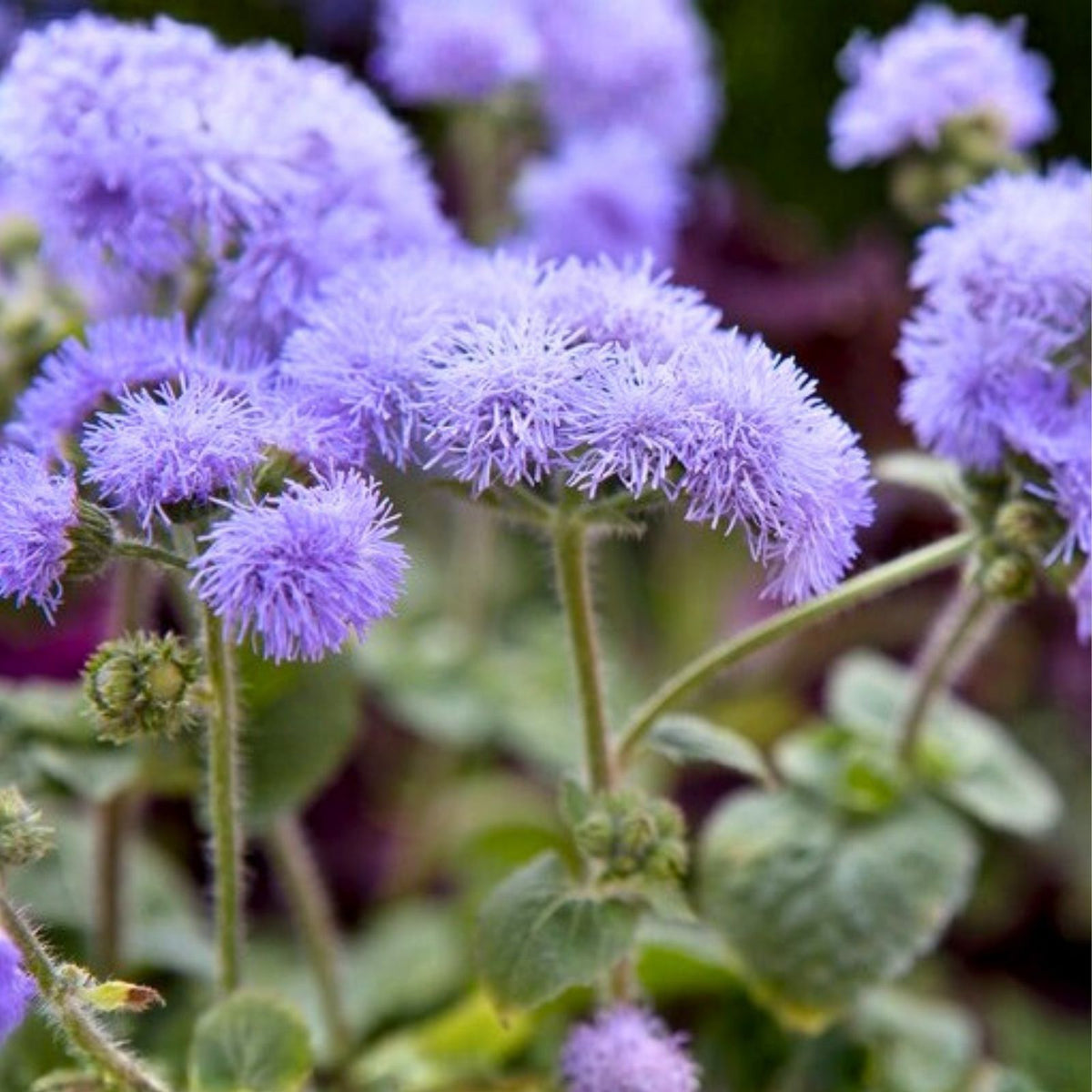 Ageratum Seeds 150 Count Lavender Mist Annual Flower Seeds Ageratum houstonianum