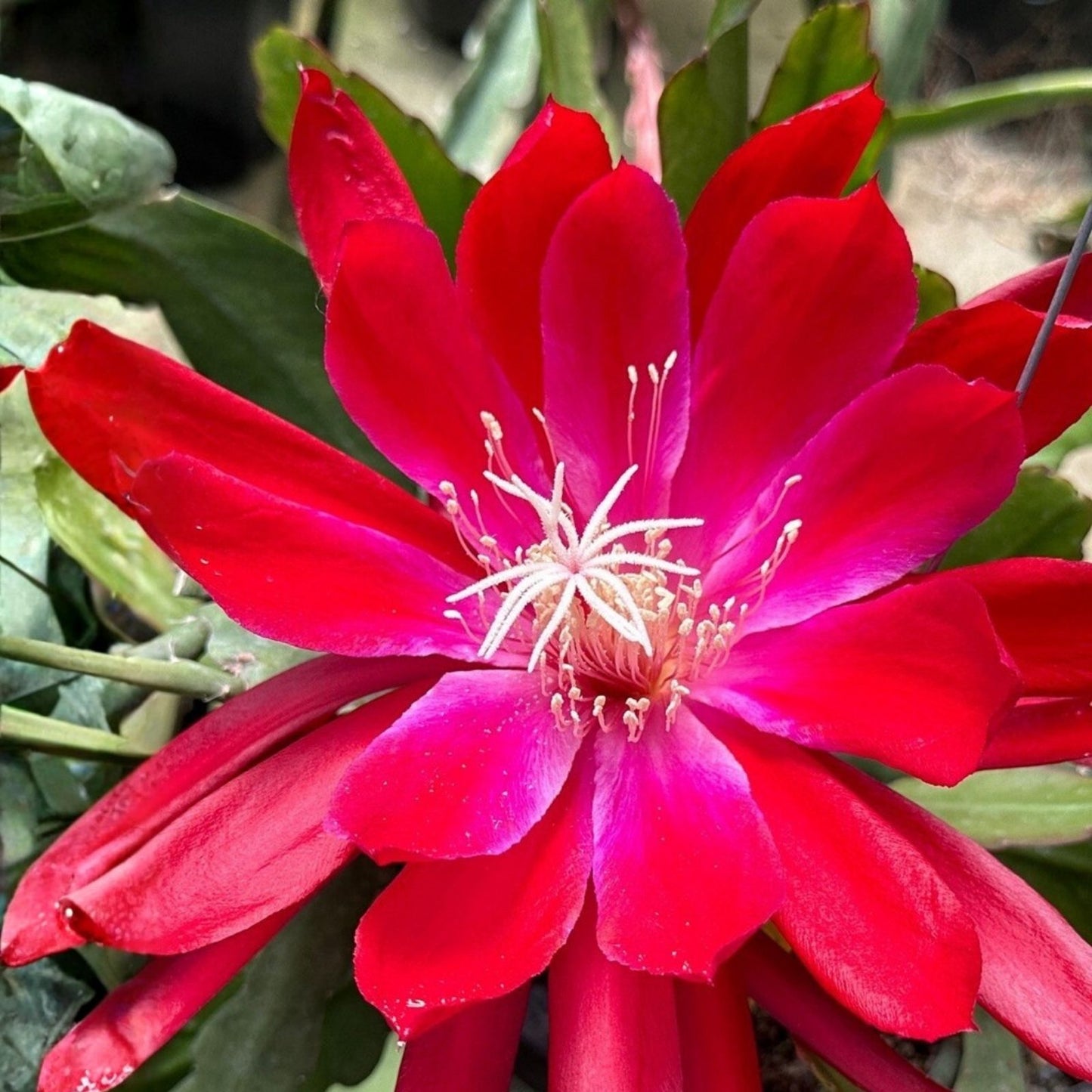Epiphyllum Cuttings 8-10 Inches Long Bertha T. Tropical Cactus Unrooted Epiphyllum spp.
