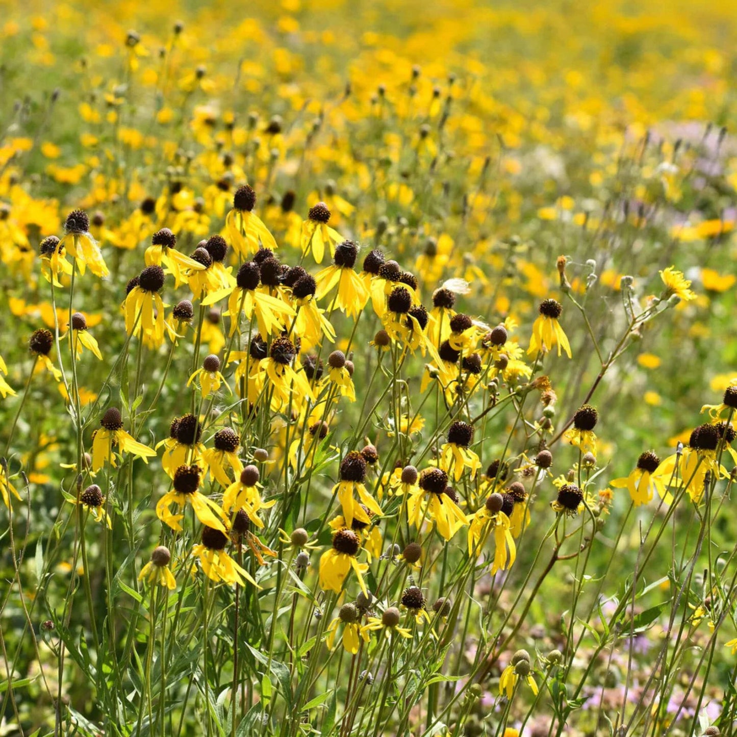 Weeping Coneflower Seeds 100 Pack Native Wildflower Ratibida pinnata Drought Tolerant Plant, Easy to Grow, Perennial Flower