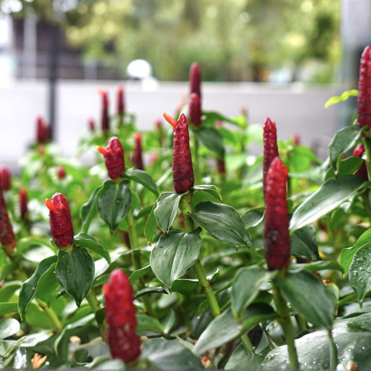 Live Tropical Plant Rhizome - Vibrant Red Button Ginger - Costus woodsonii - Indoor & Outdoor Decor - Scarlet Spiral Flag