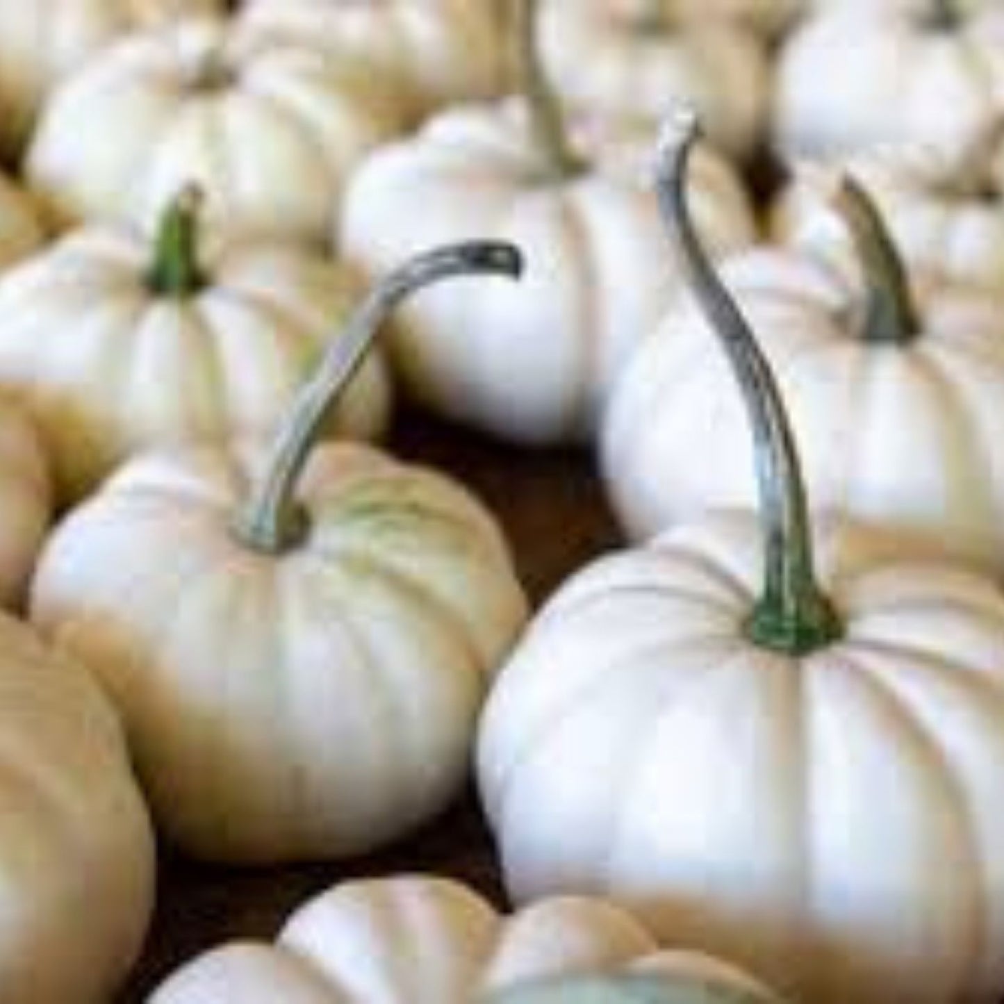 Yeti Pumpkin Seeds for Planting, 10 Seeds, White Pumpkin Variety, Cucurbita pepo, Grow 5 Pound Pumpkins