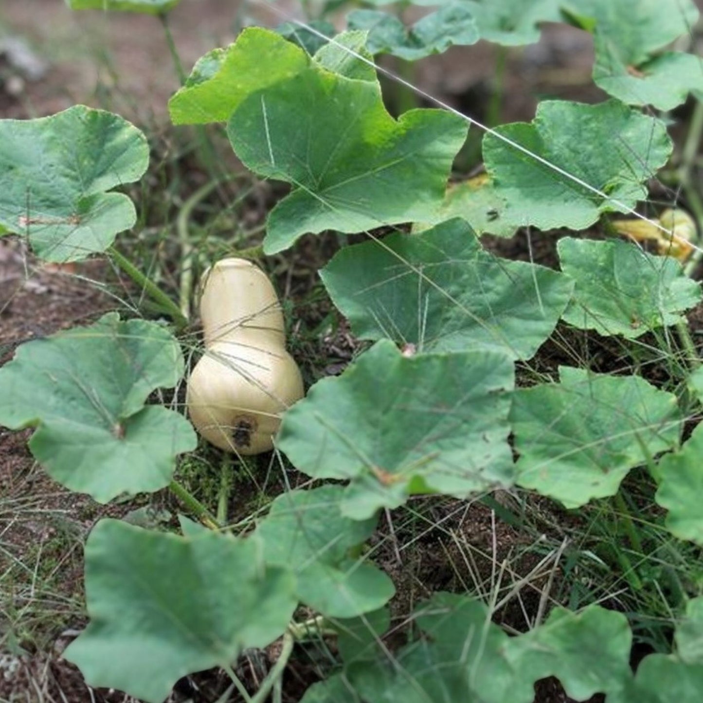 Organic European Winter Butternut Squash Seeds - 10 Pack Non-GMO Cucurbita moschata USA Grown Free Shipping