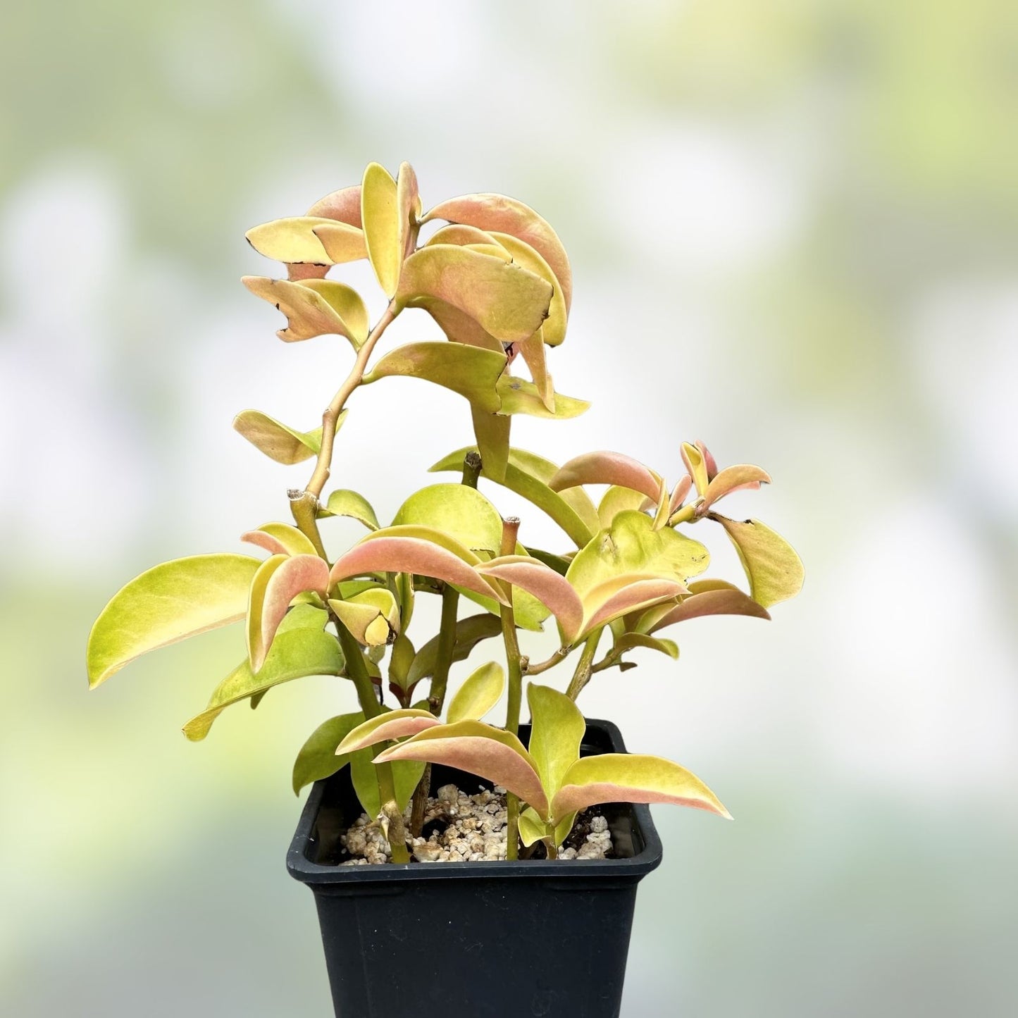 Rare Variegated Pereskia aculeata Cactus Plant - Gold Variegated Indoor Succulent in 6" Pot