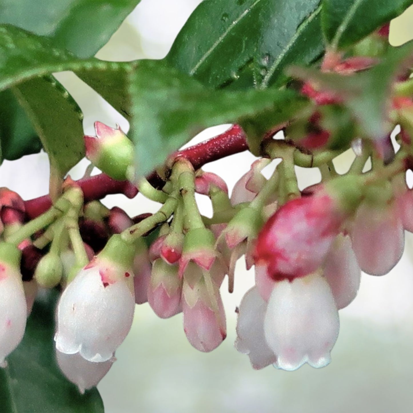 Evergreen Huckleberry Seeds - 50+ Seeds - Vaccinium ovatum - Edible Fruit Plant - Free U.S. Shipping